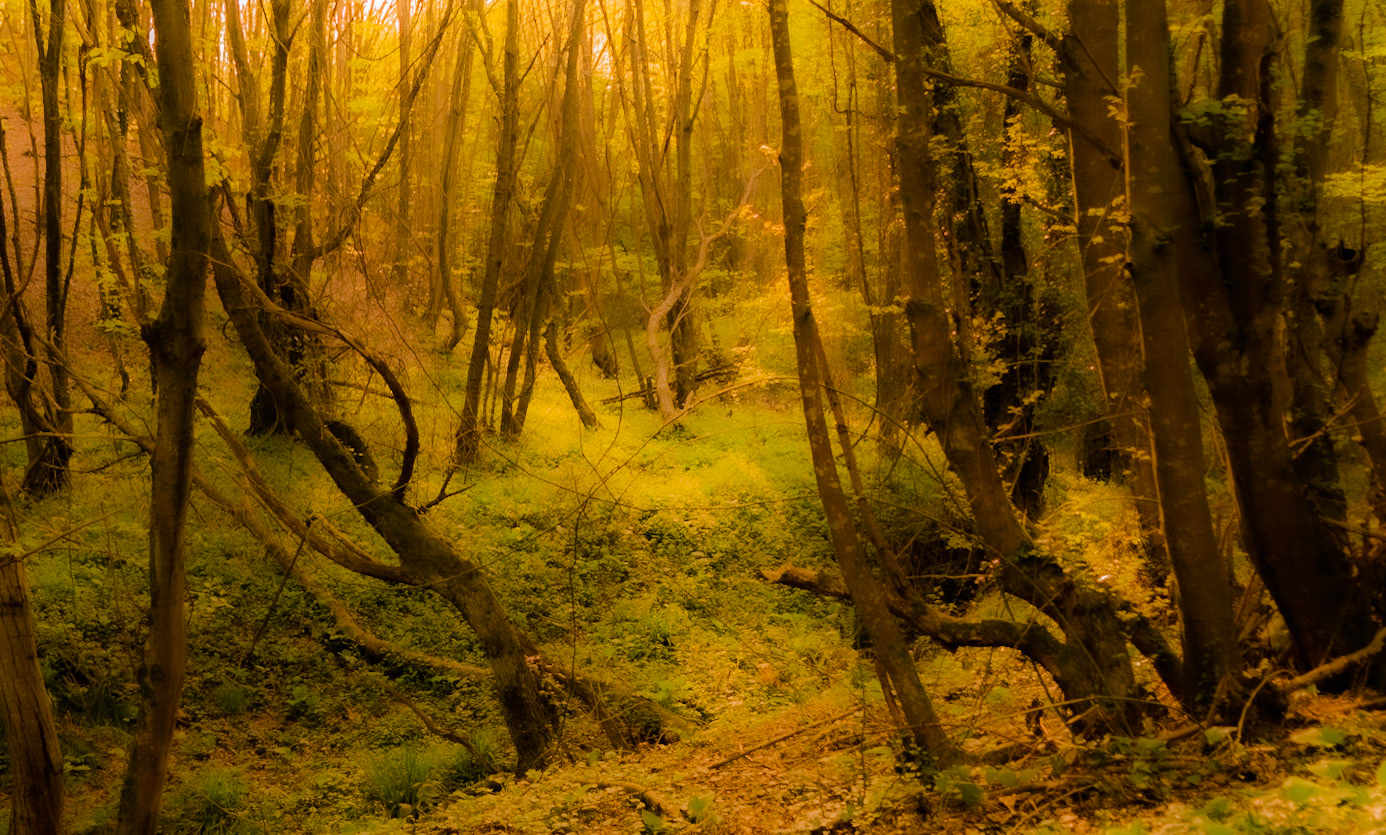 Polonezköy northern forest: treescape