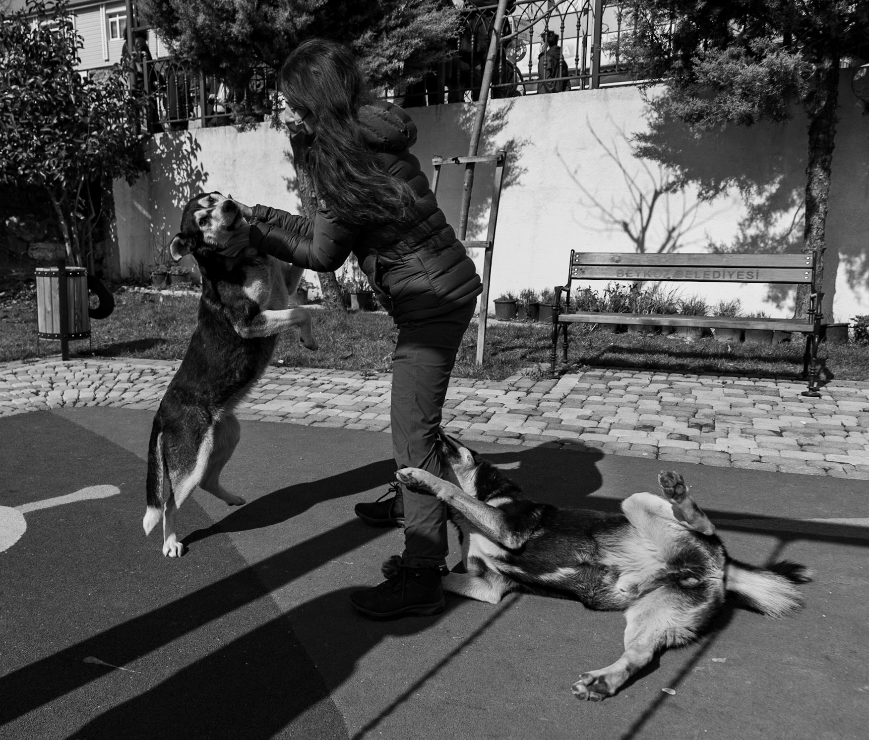Zerzevatçı: playing with excited village dogs