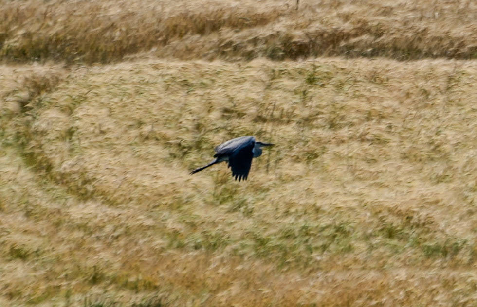 heading SW from Sazlıbosna: stork