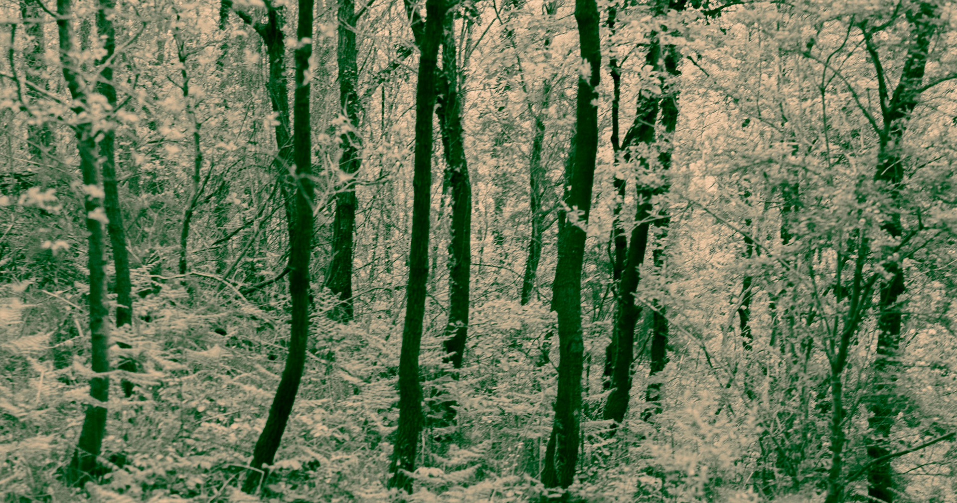 east of Deǧirmen reservoir: forest