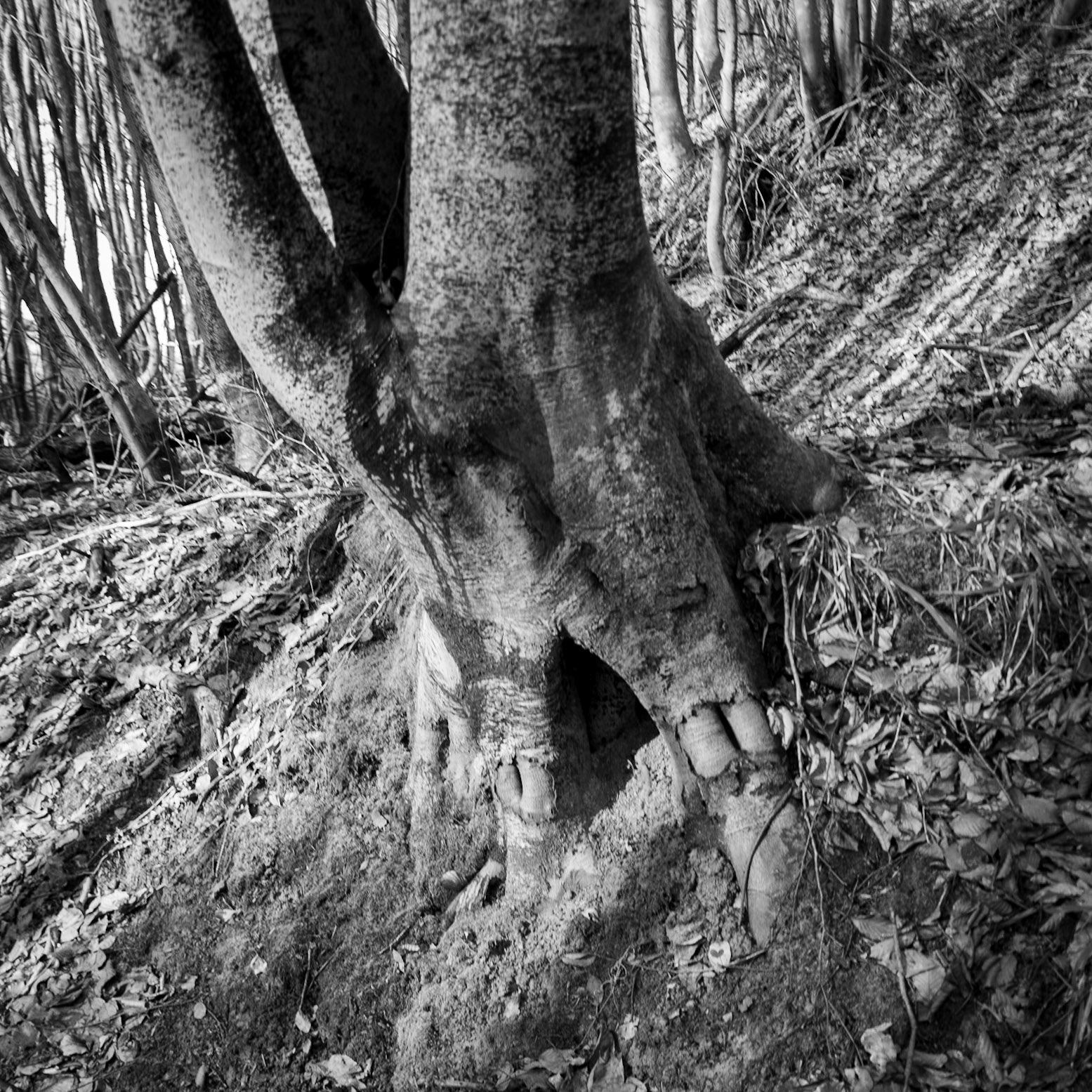 between Cumhuriyet and Polonezköy: old tree
