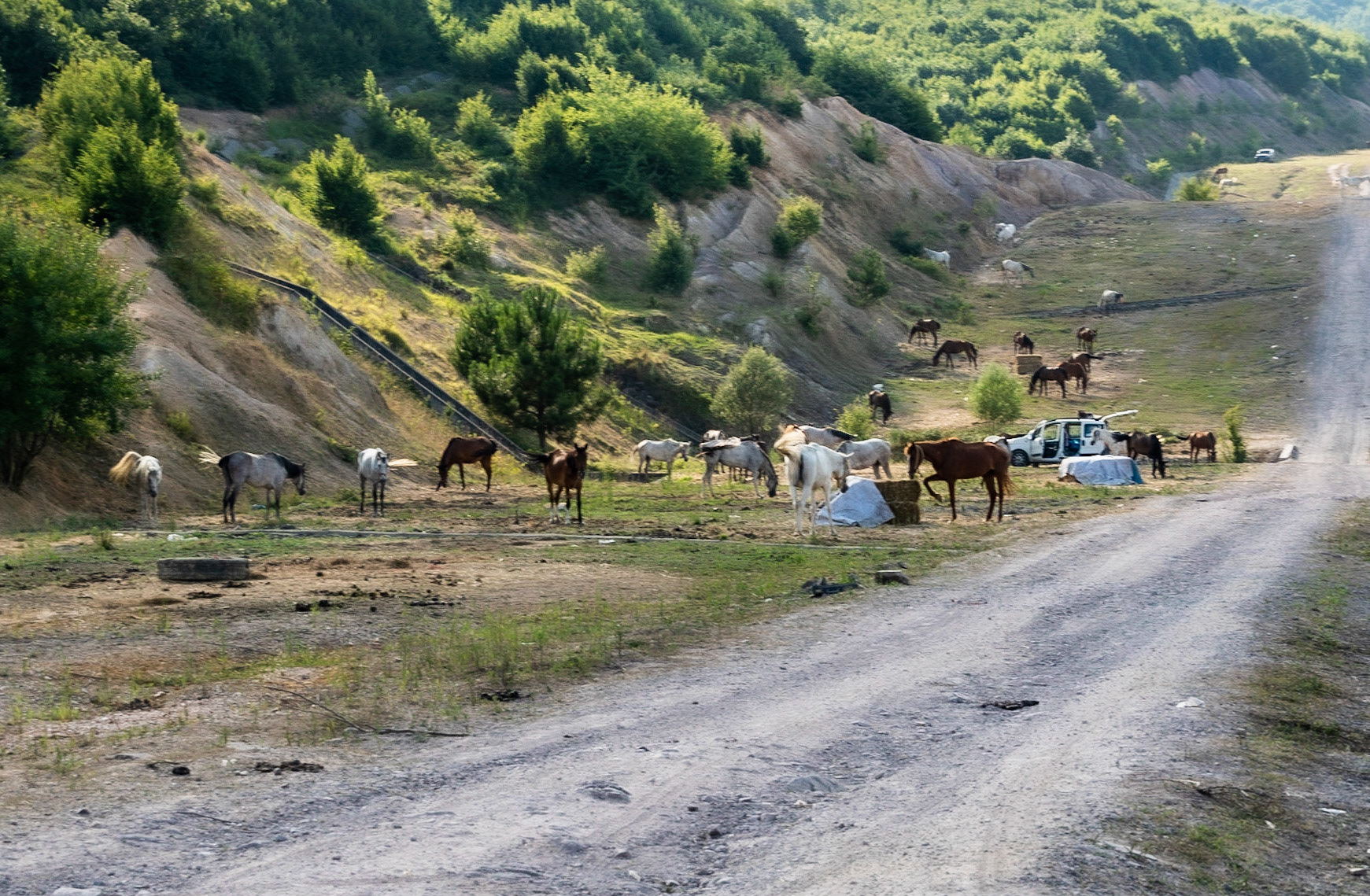 Ömerliköy watermain route: horses intended for Büyükada