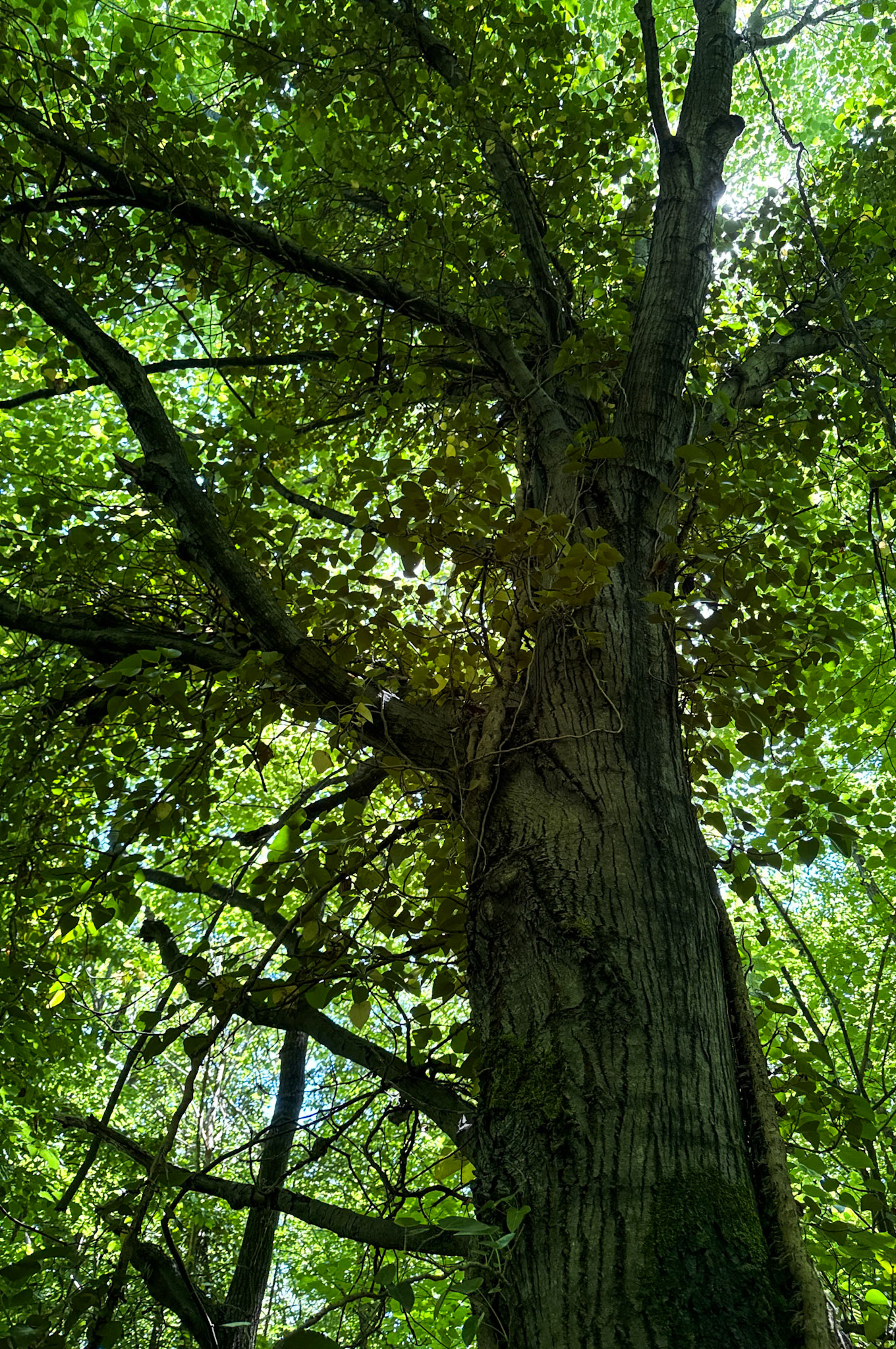 Kılıçlı southeastern stream walk: tall tree