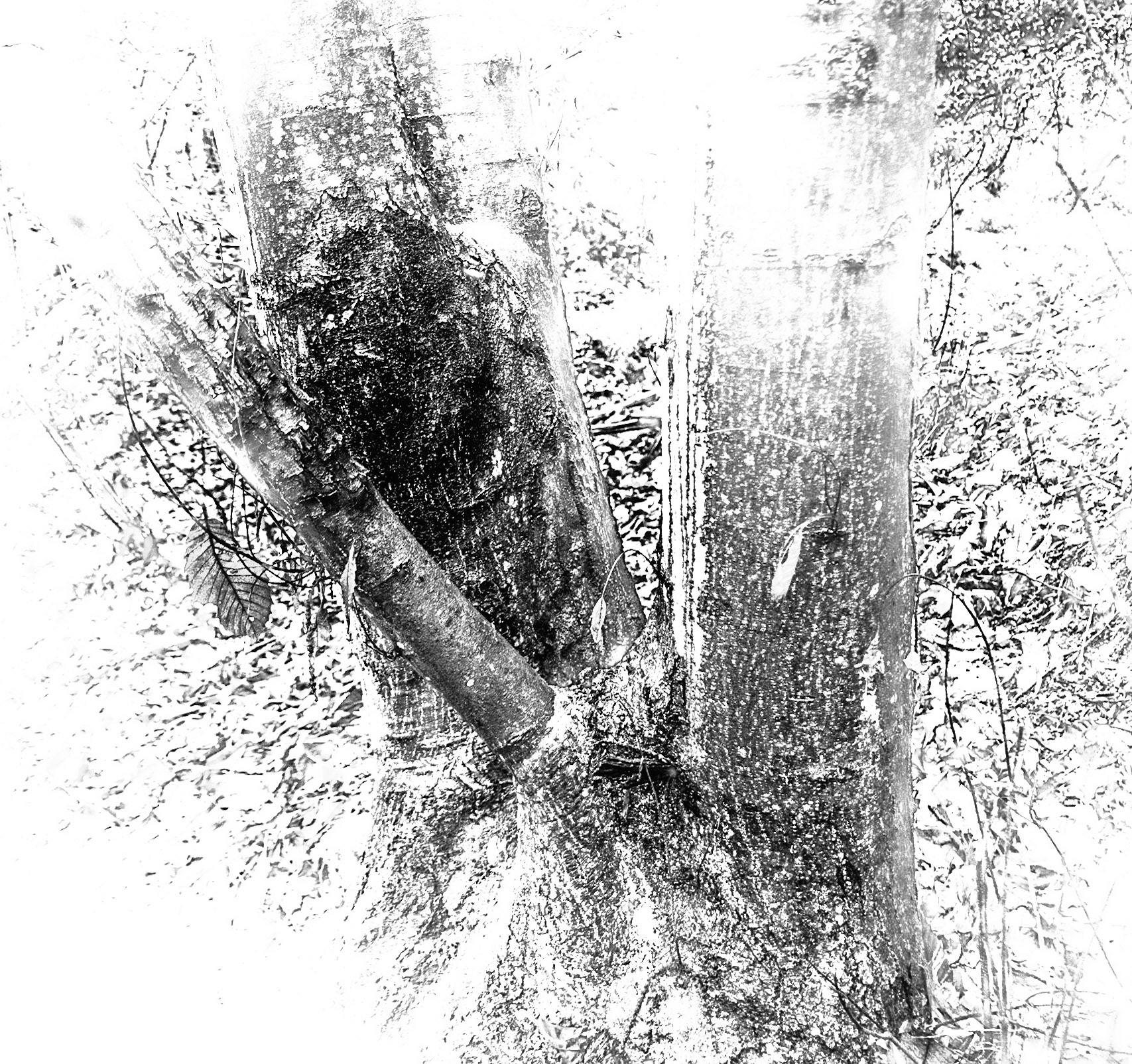 Dereseki forest: tree