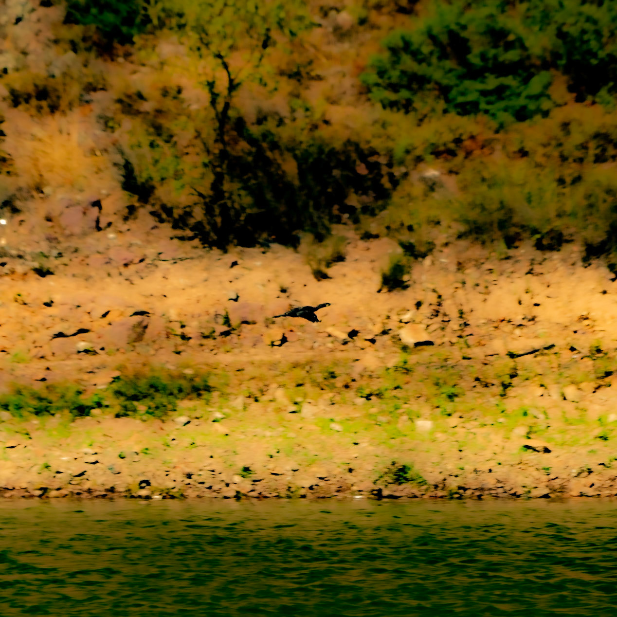 Paşaköy gorge: water-bird