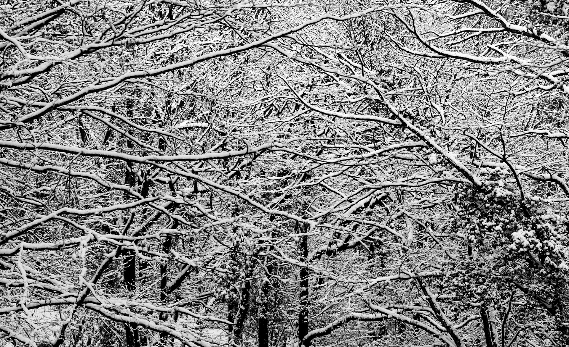 Neşet Suyu forest: snow covered branches