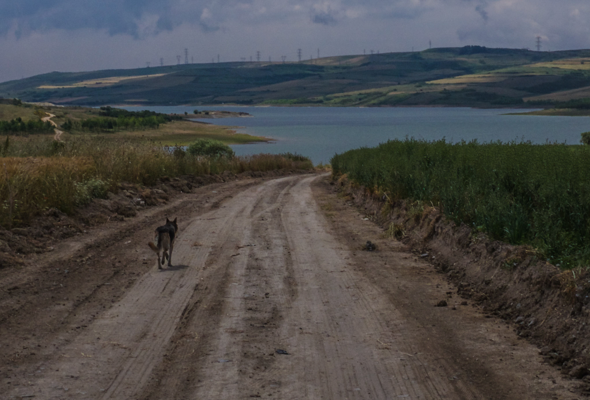 between Sazlıbosna and Sazlıdere quarry: our day-dog leads the way