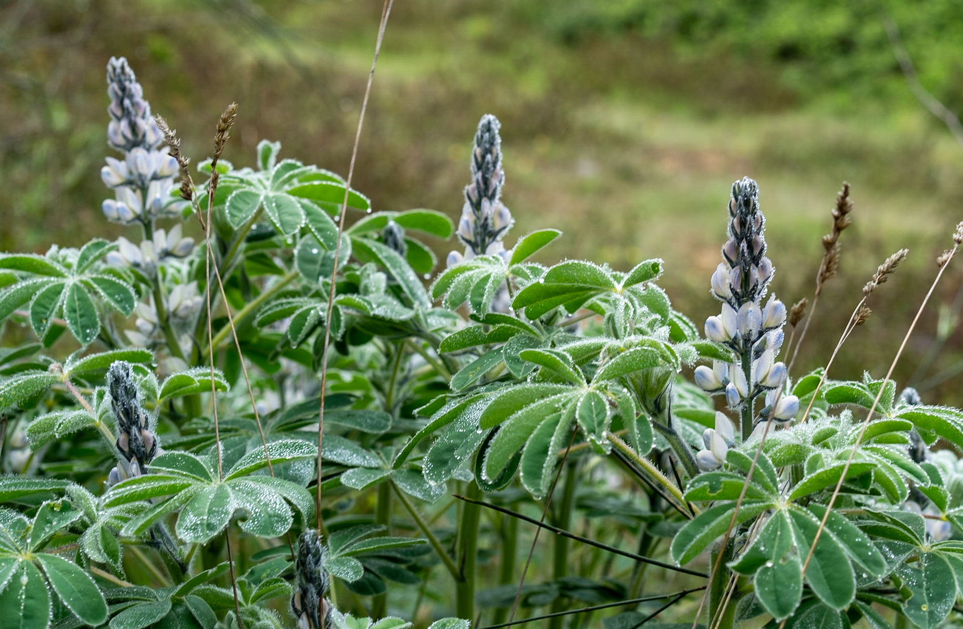 between Bozhane and Kılıçlı Köyü: shrub coming into white flower (what is it?)