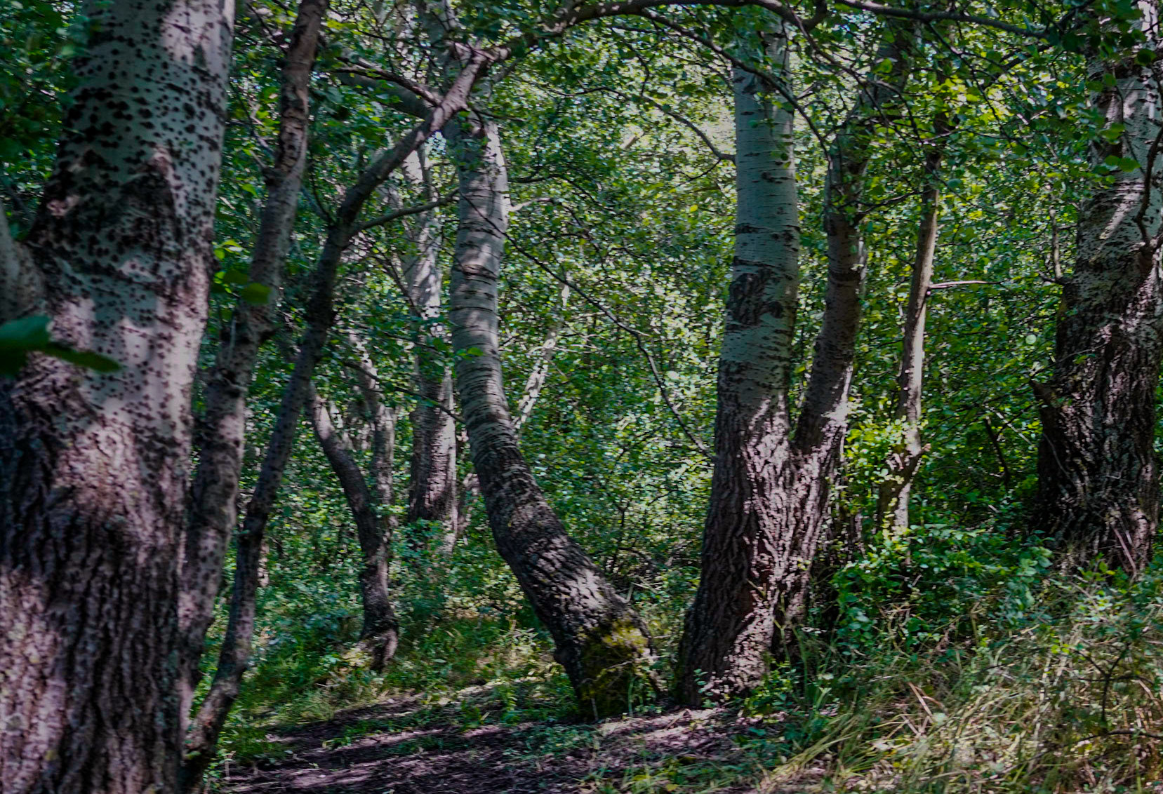 coming to Bathonea from the north: a strip of beatiful, old, lakeside woodland