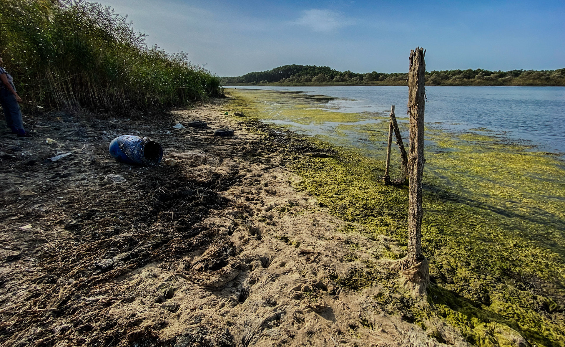 Trikos mudflats: view west with floatsam and wooden poles
