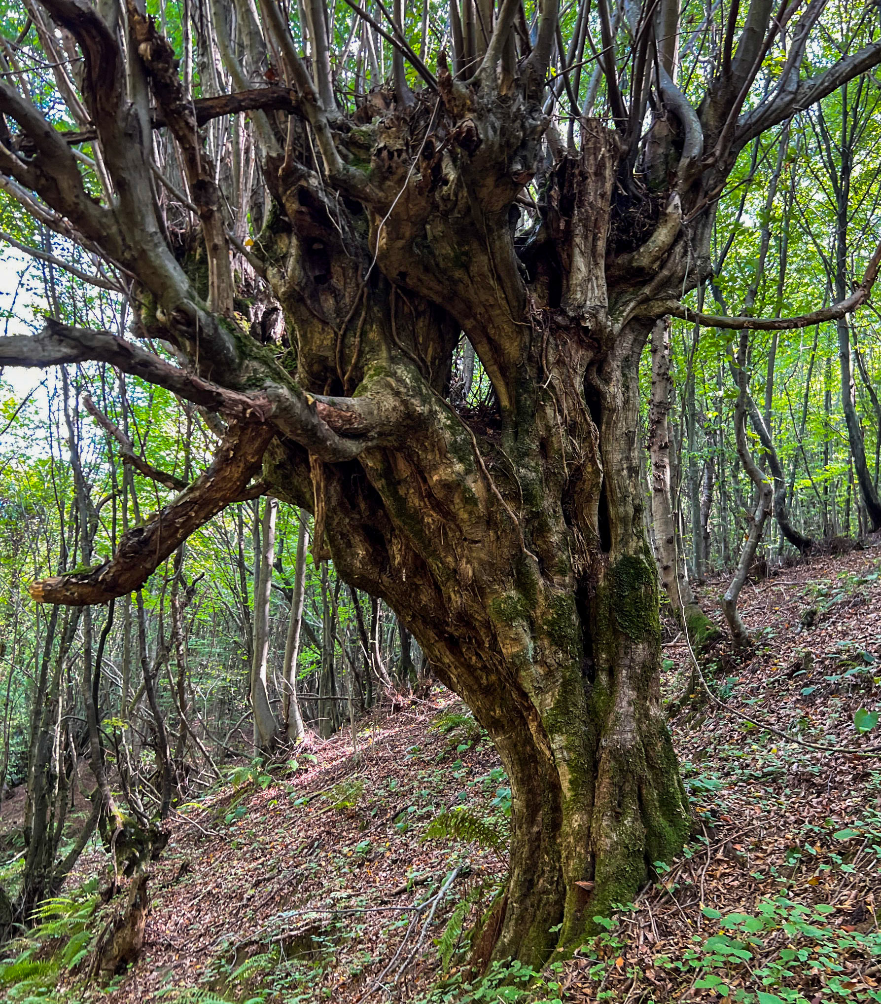 Zerzevat east streamwalk: old tree