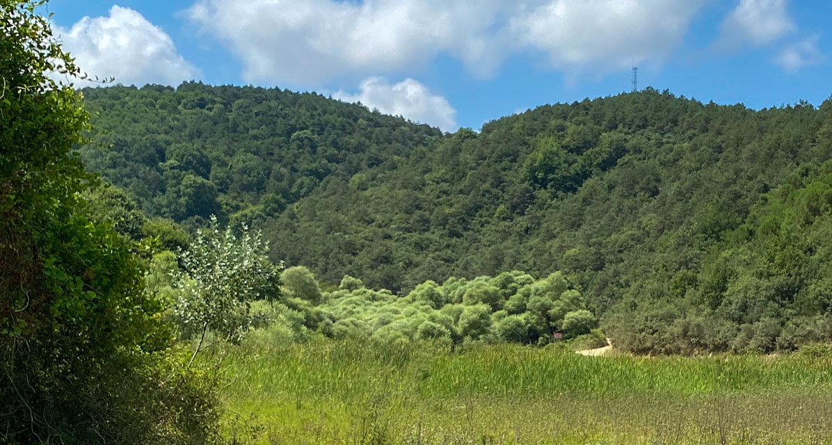 Güzelce aqueduct: forest, looking towards Cebeci