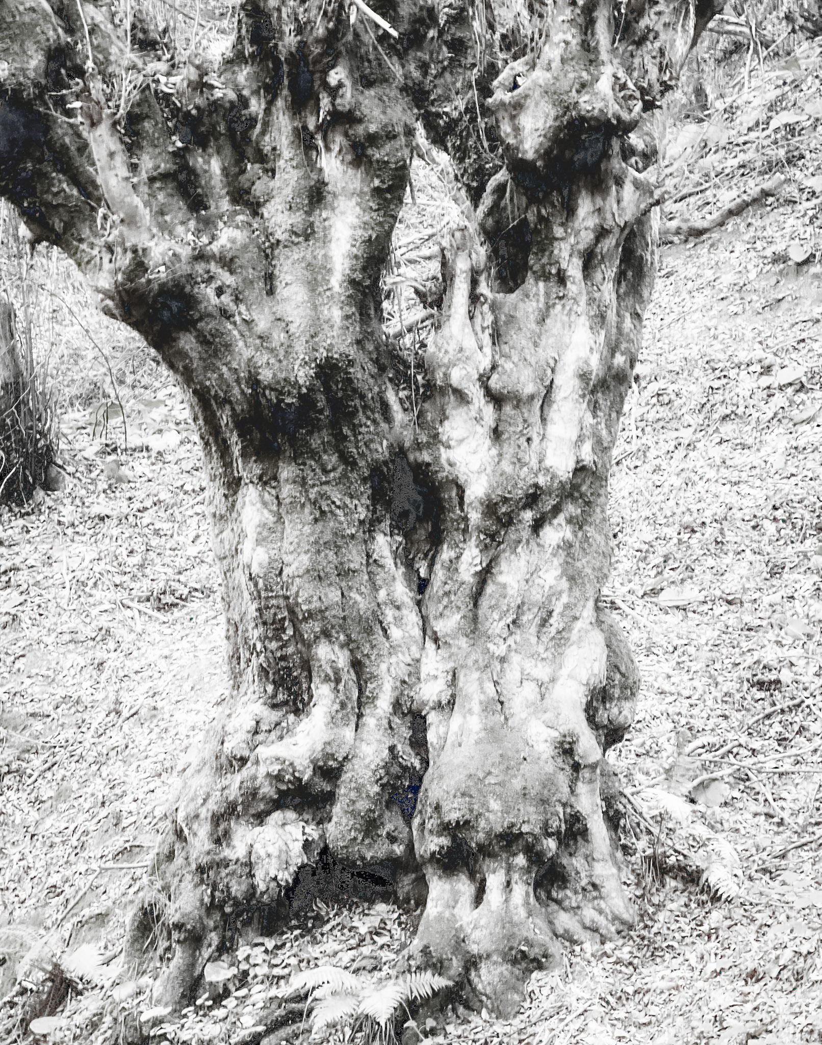 Zerzevat east streamwalk: old tree