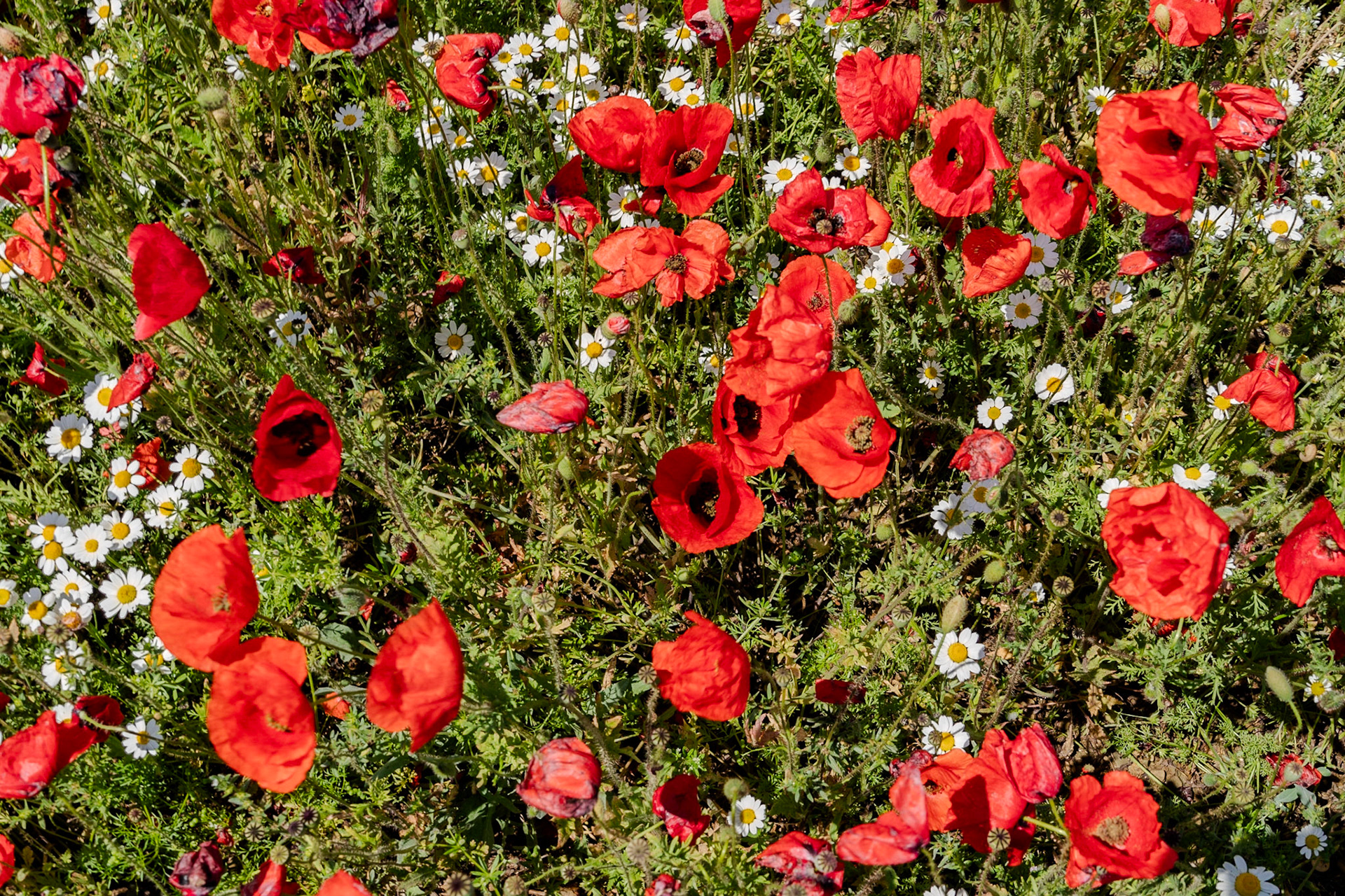 Filiboz: at the base of Kocabayır Hill passing through a meadow full of poppies in flower