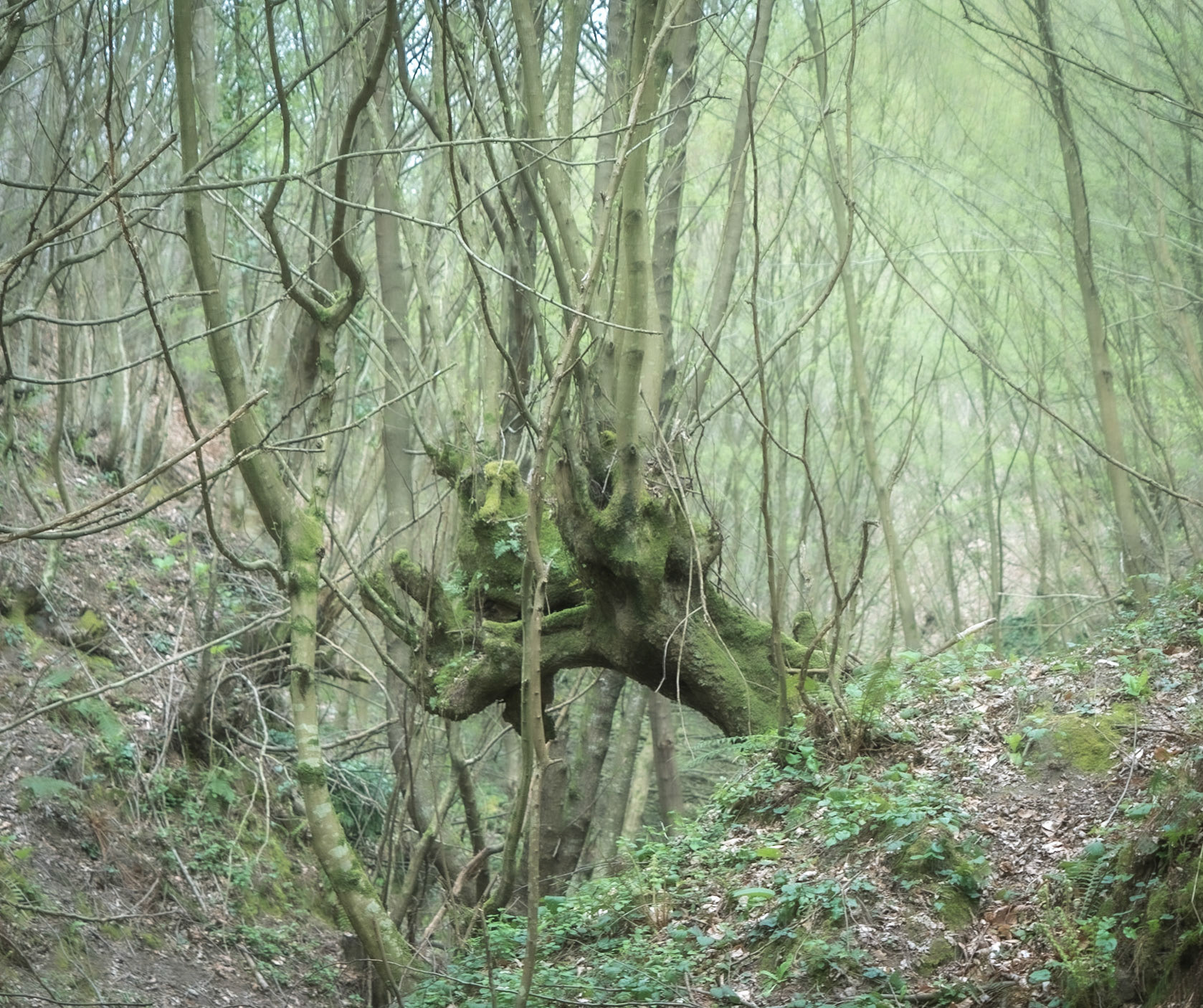 Kozlu stream valley: an old tree