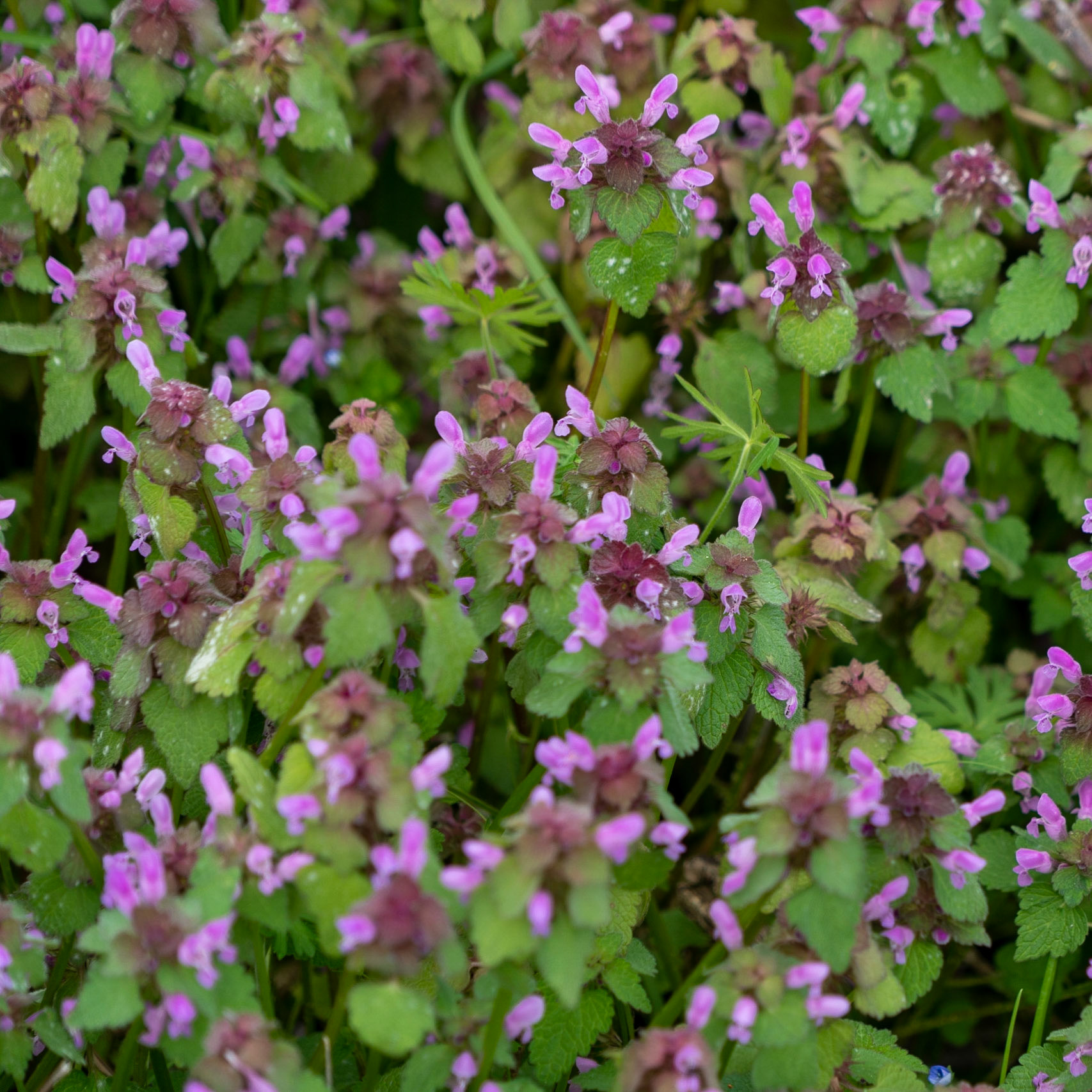 Paşamandıra: pink flowers