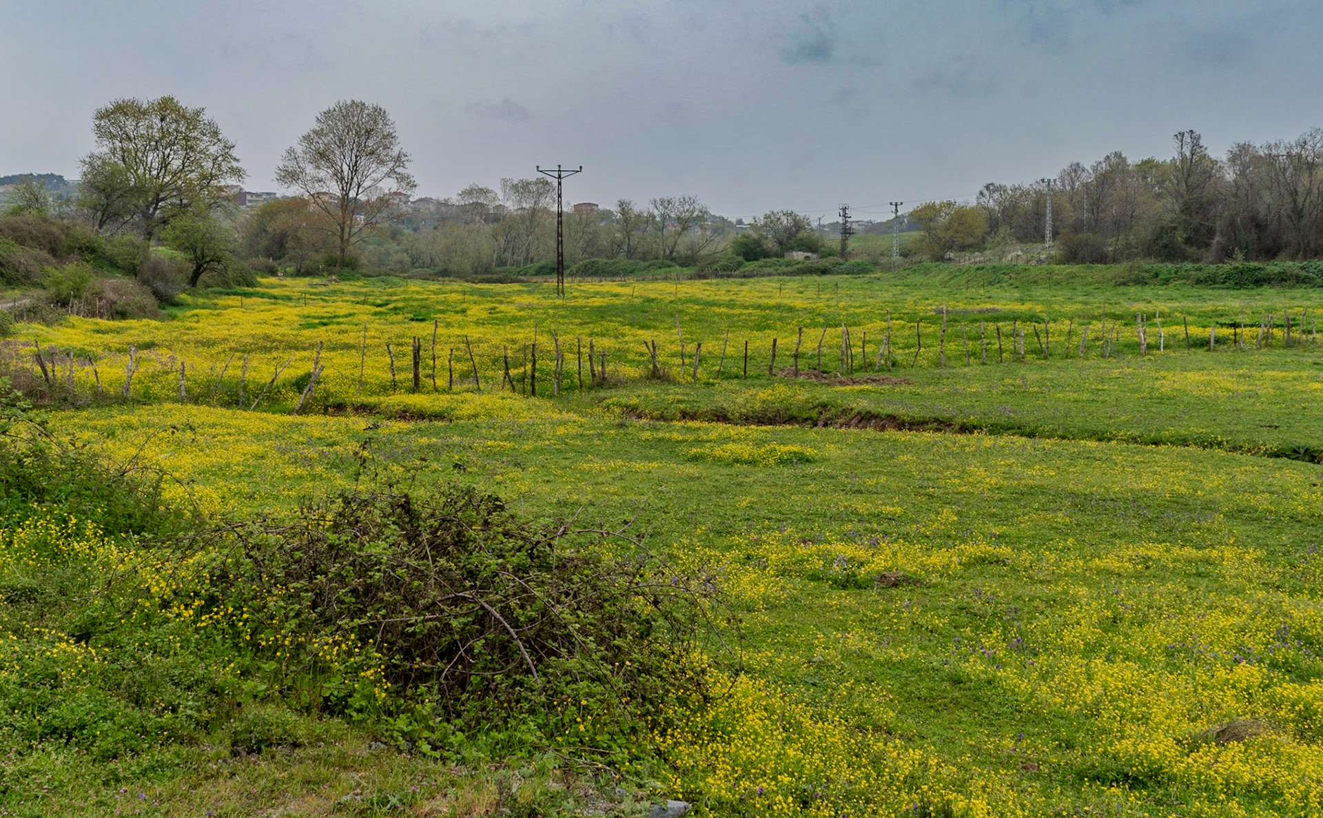 the first Sazlıdere flower meadow: looking west