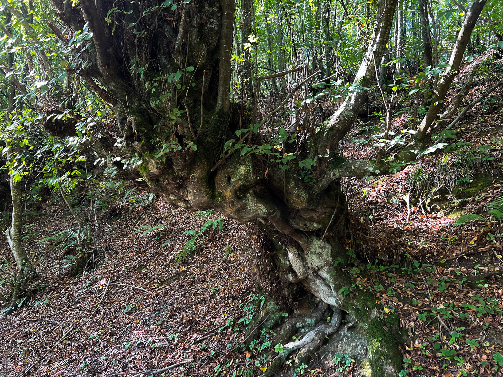 Mahmut Şevket Paşa southern forest and hills: old tree