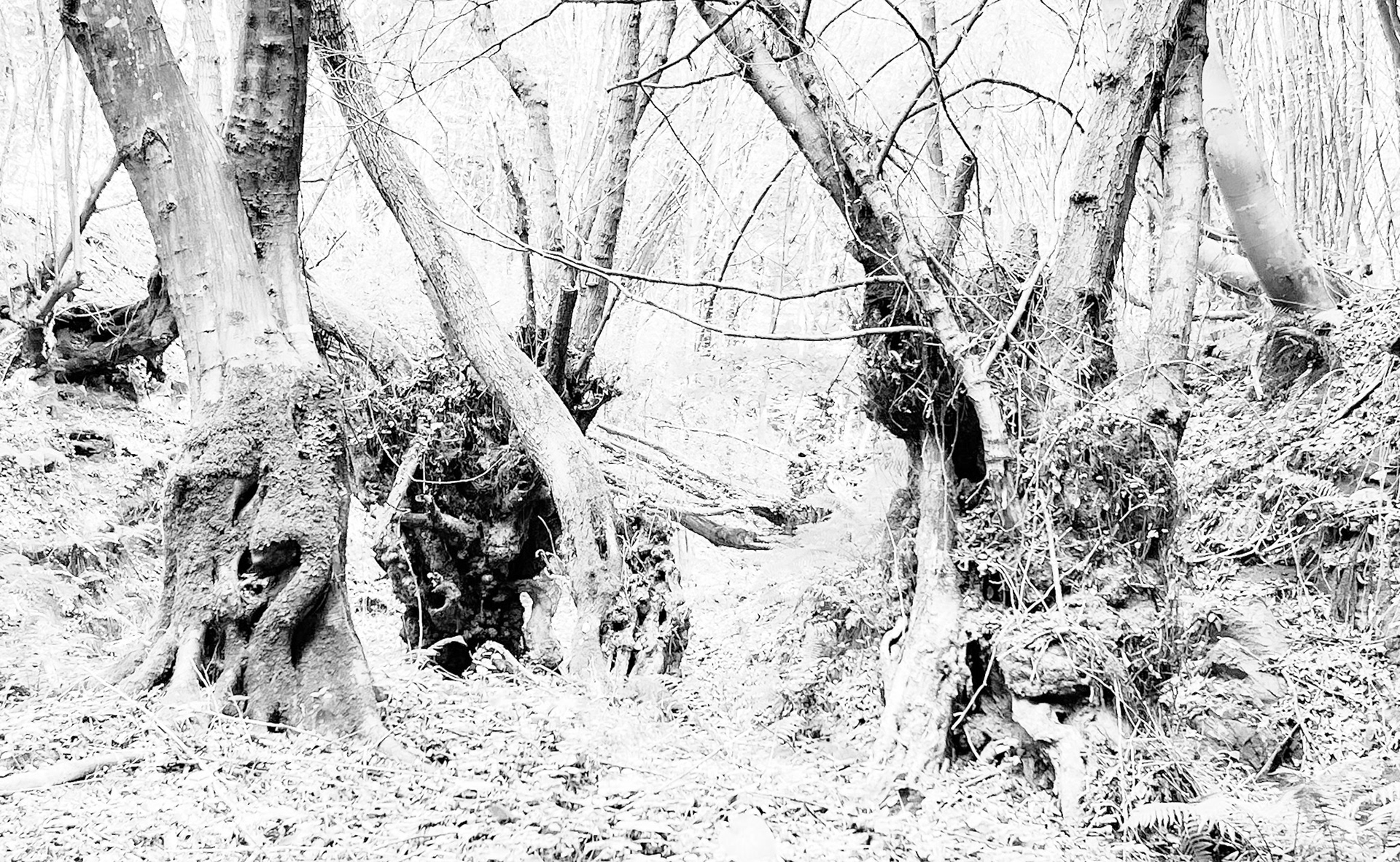 Zerzevat east streamwalk: old trees