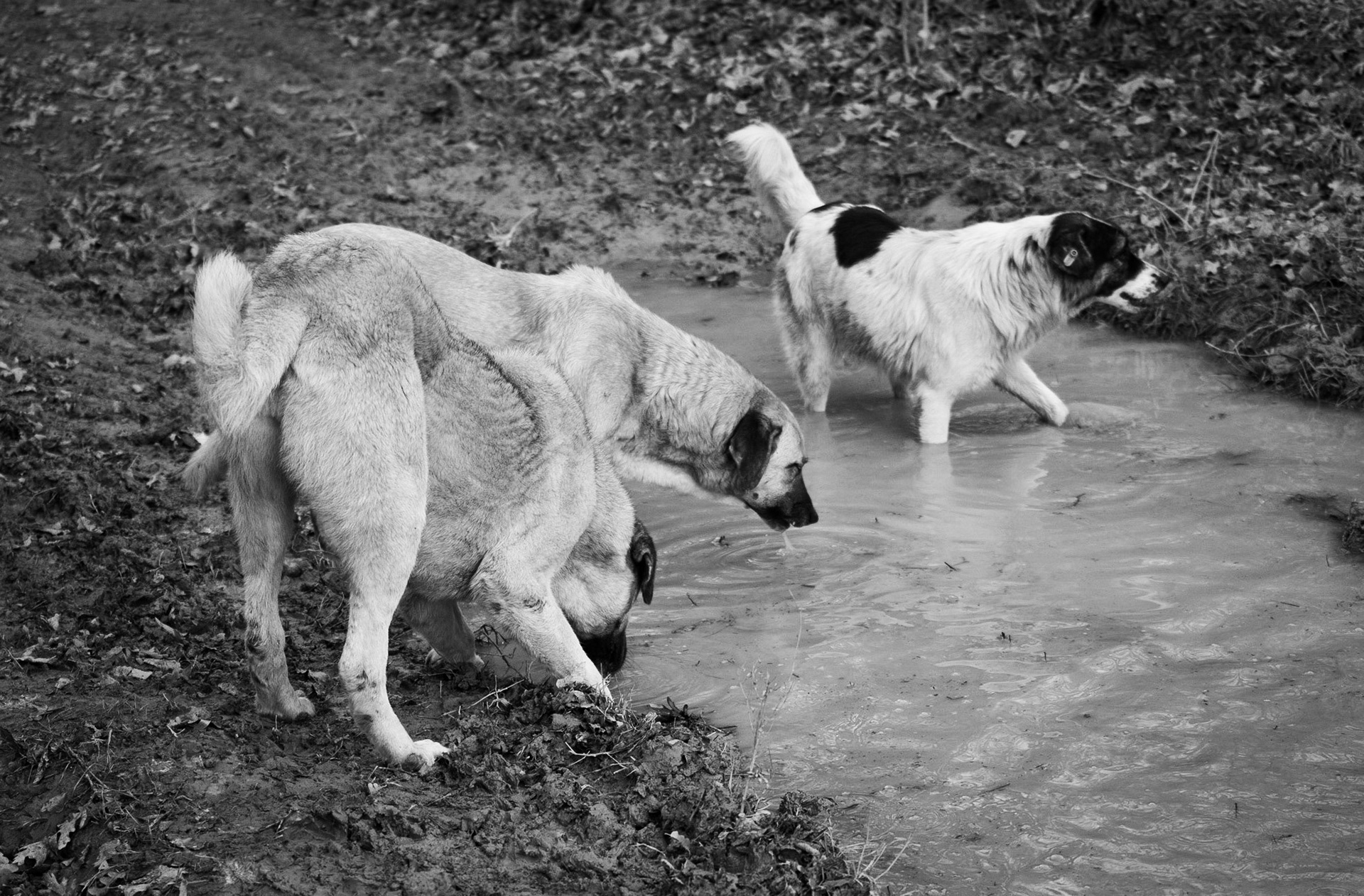 Çanakçı forest: daydogs in a waterhole