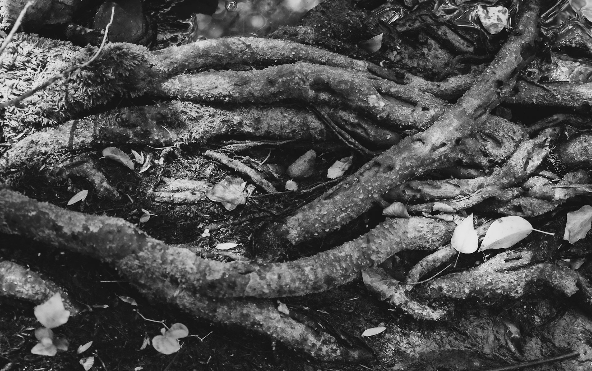 Kılıçlı southeastern stream walk: curving, exposed roots