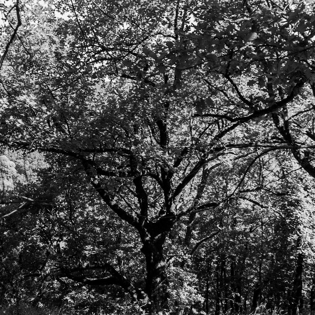 Ezili forest: slowly exploding tree