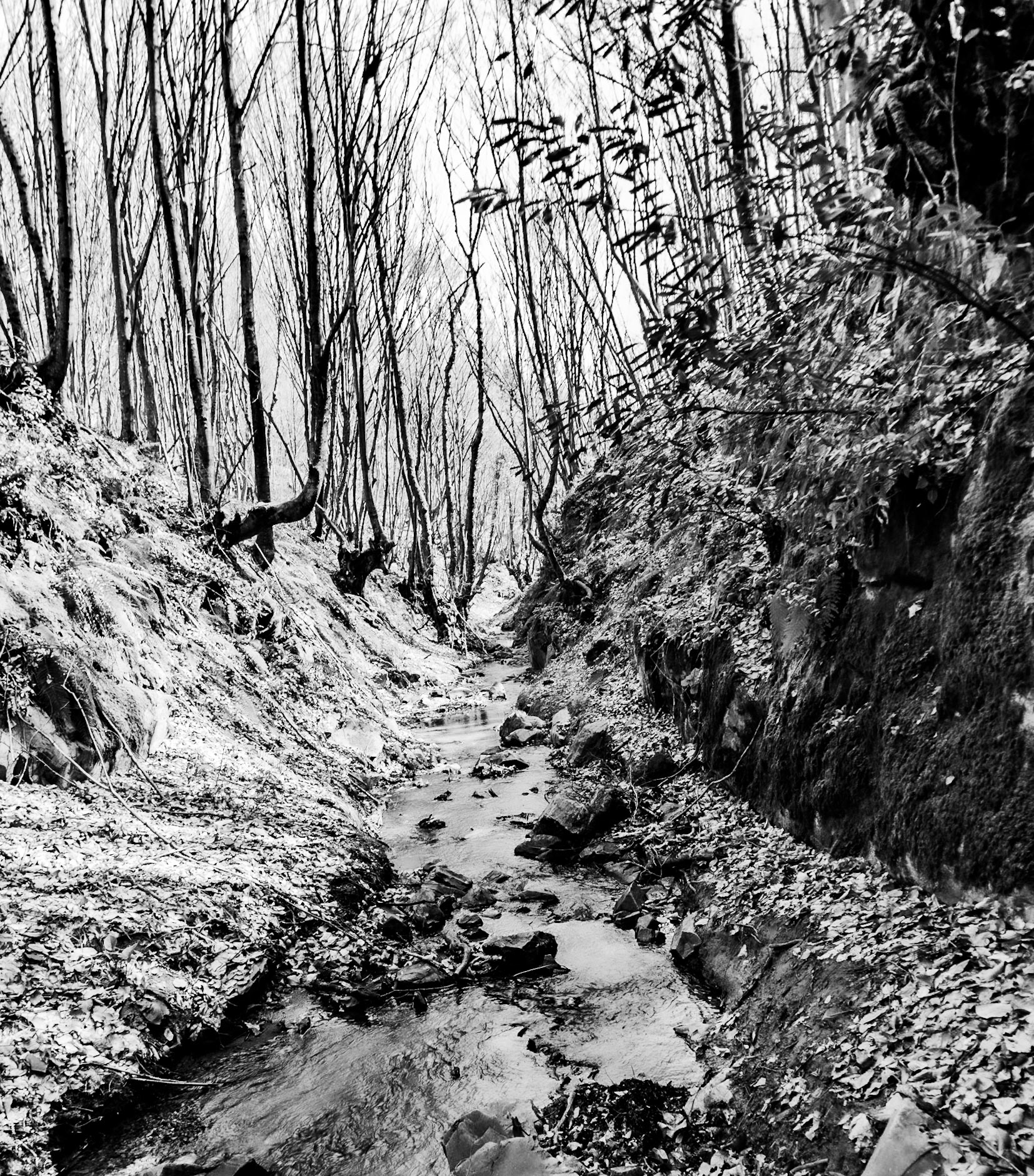 Zerzevat stream valley: view