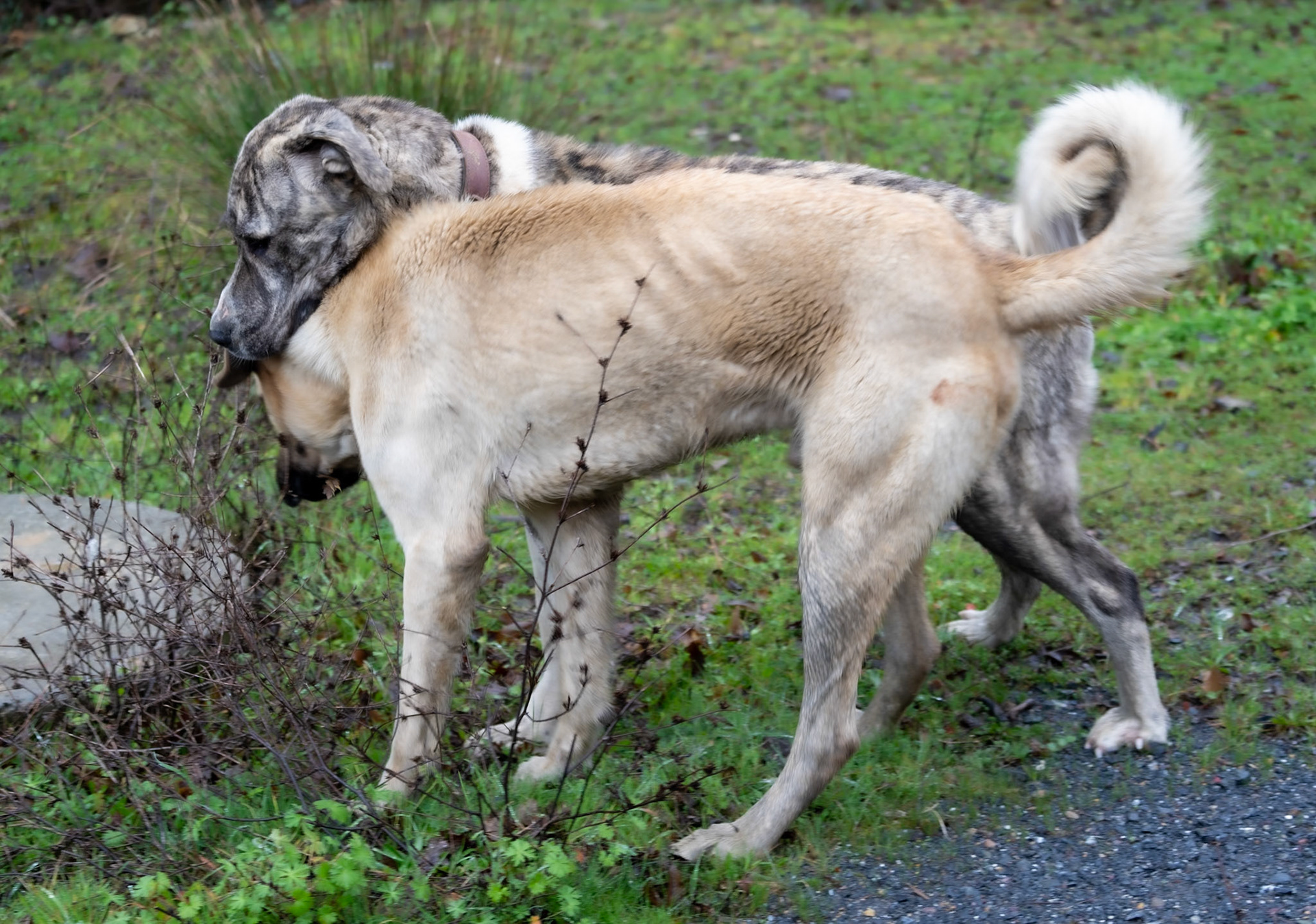 Reşadiye S woodland: between Alemdaǧ and Reşadiye we had 2 daydogs