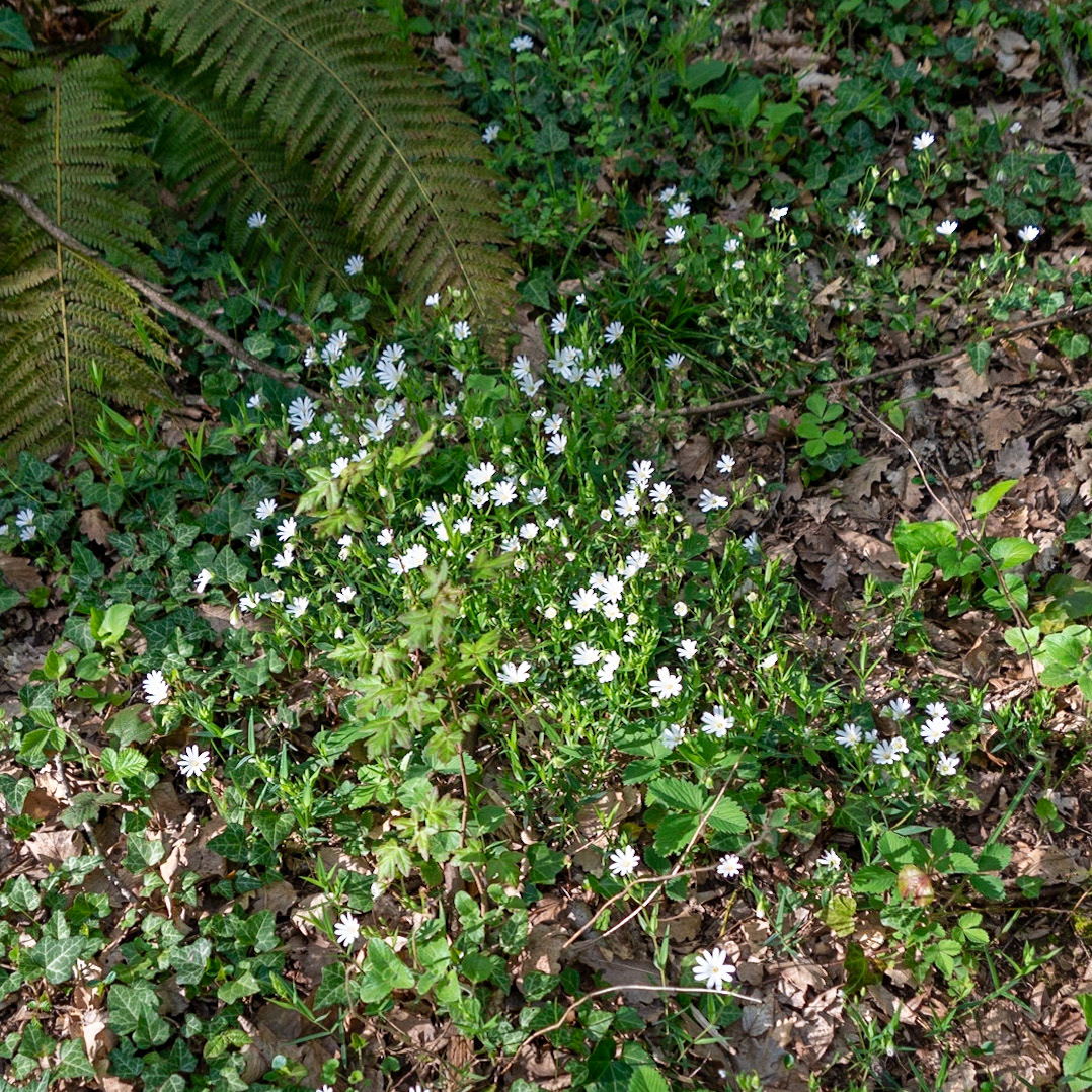 Polonezköy northern forest: white daisies