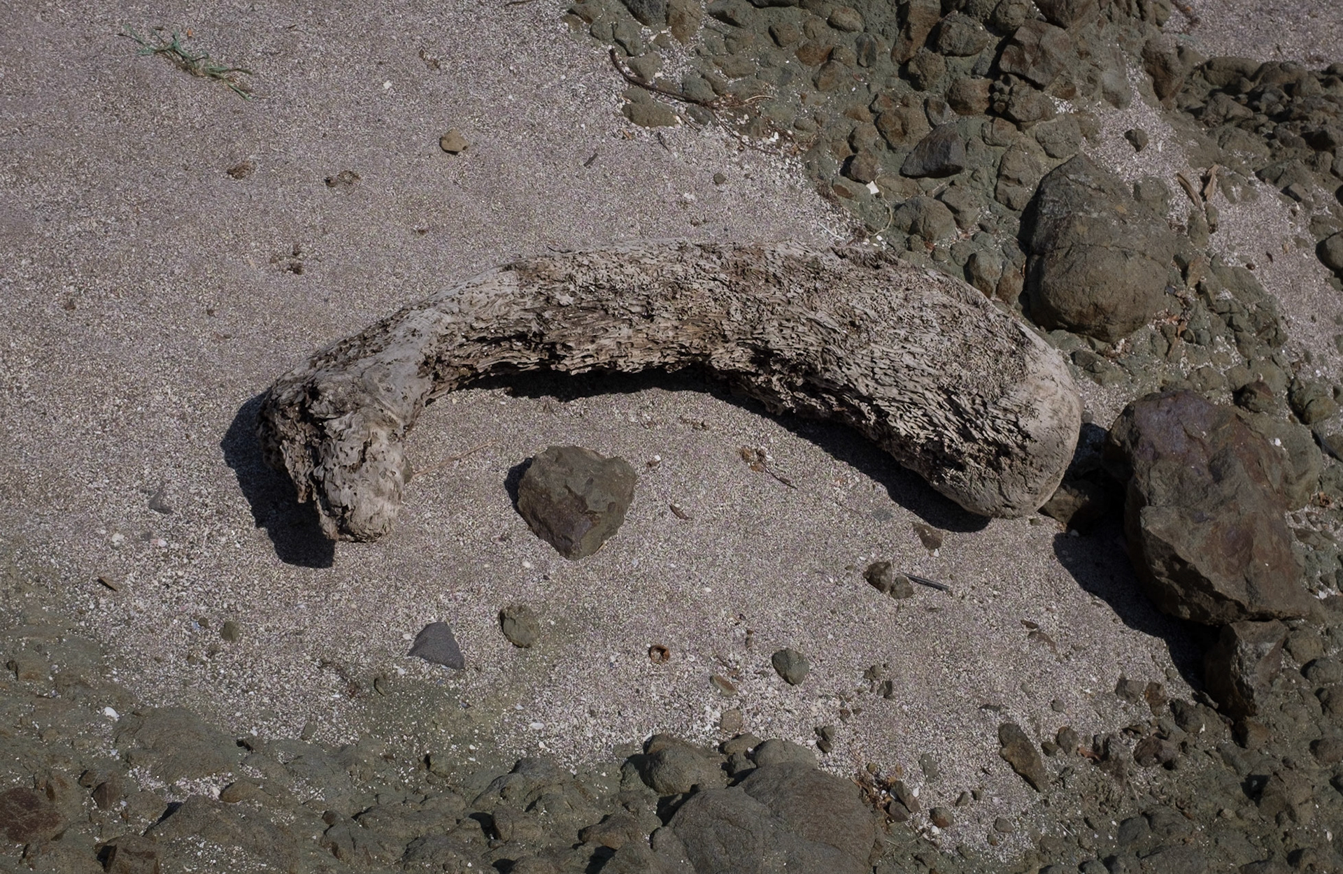 Poyraz: a mummified leg on the beach (I hope not)