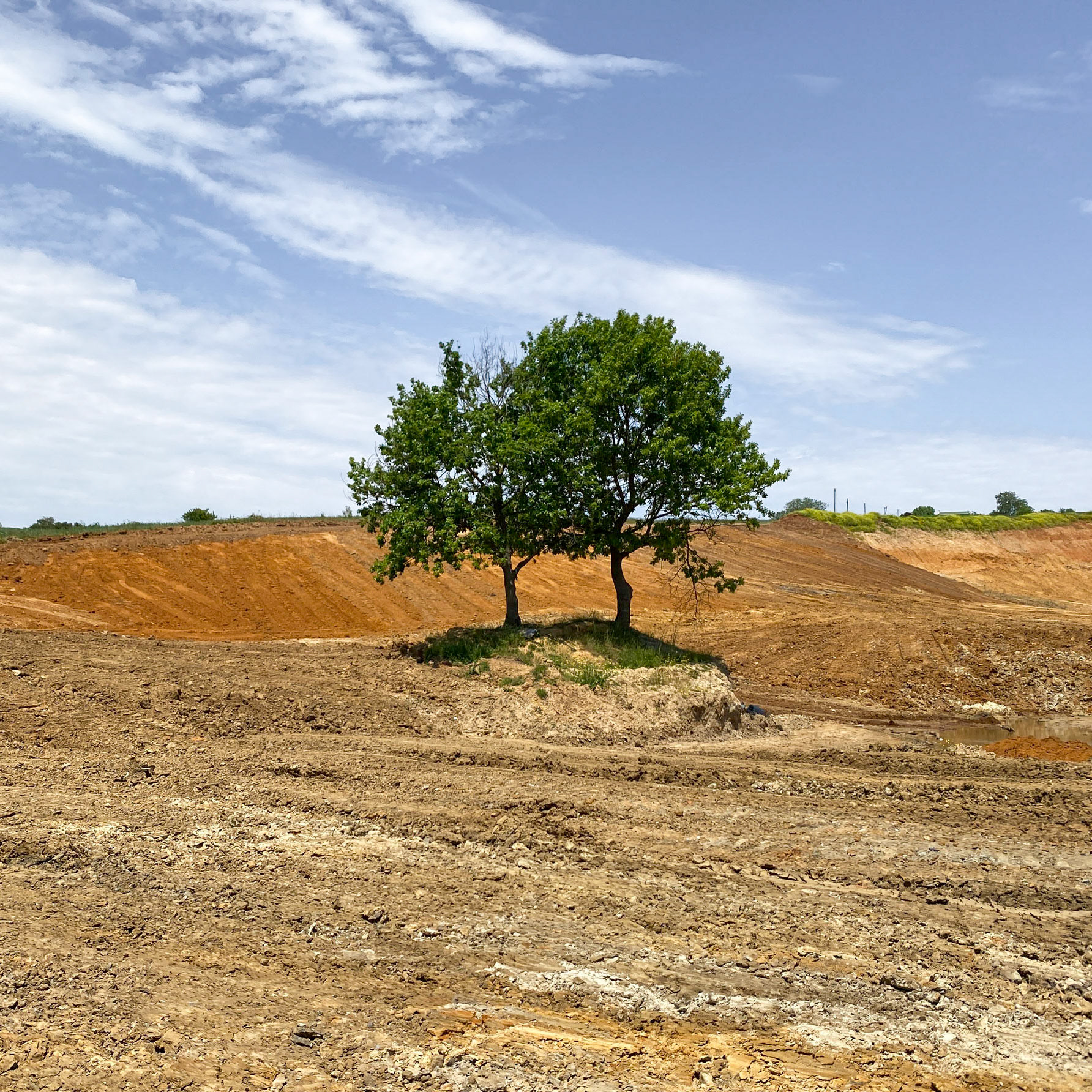 Yeniköy: 2 trees left in the recently-opened sand quarry