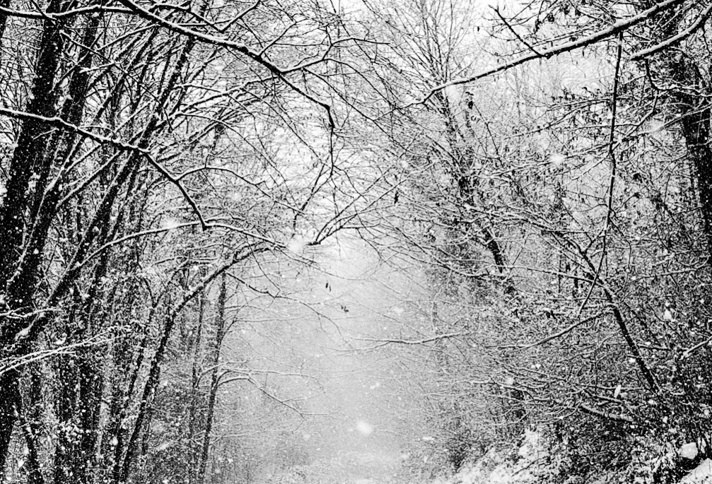 NW Zekeriyaköy forest: it's snowing!