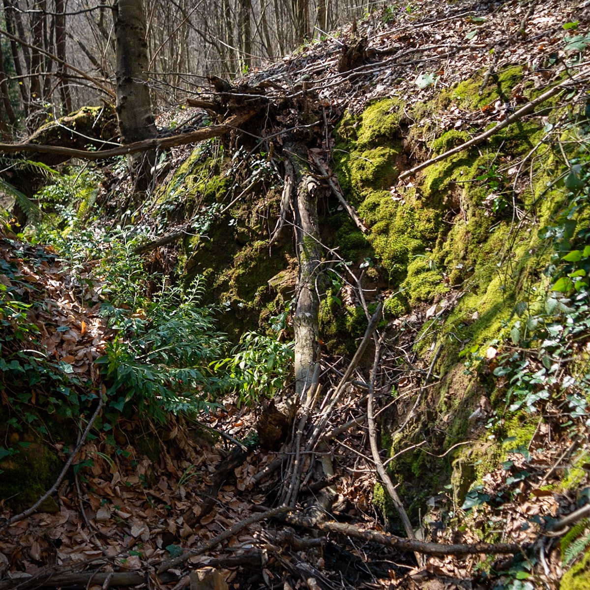 Zerzevat stream valley: an inverted tree