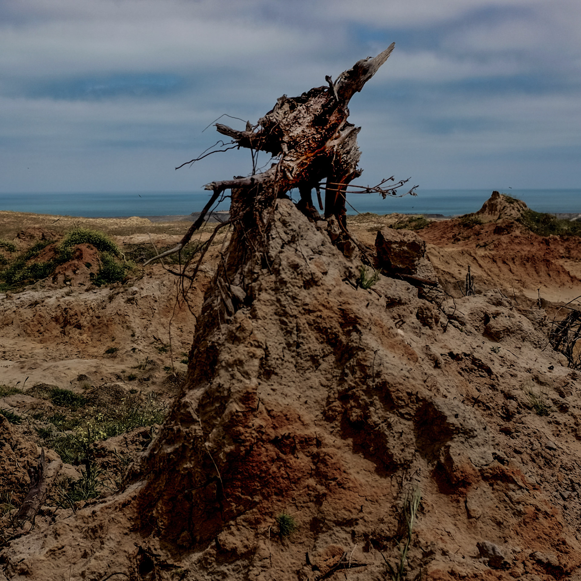 Yeniköy: what's left of a tree during the construction of Istanbul Airport on the abandoned opencast mine-workings