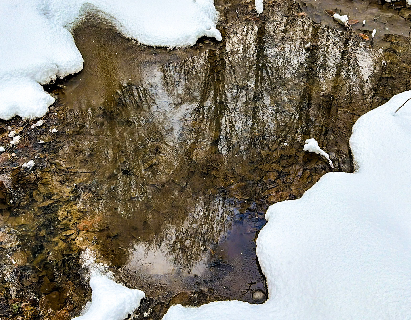 NE Belgrade Forest: reflected winter trees
