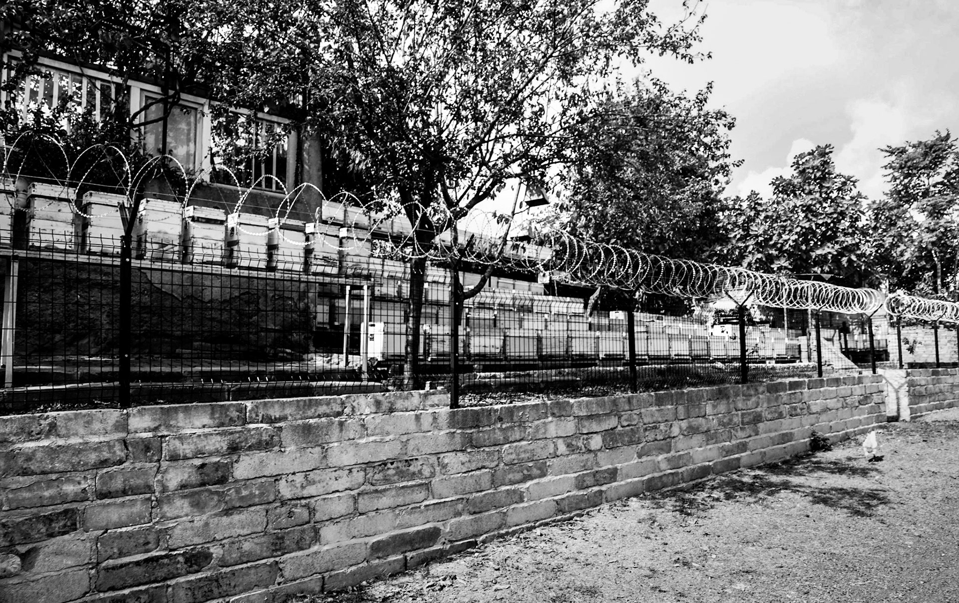 Gazi: bee penitentiary