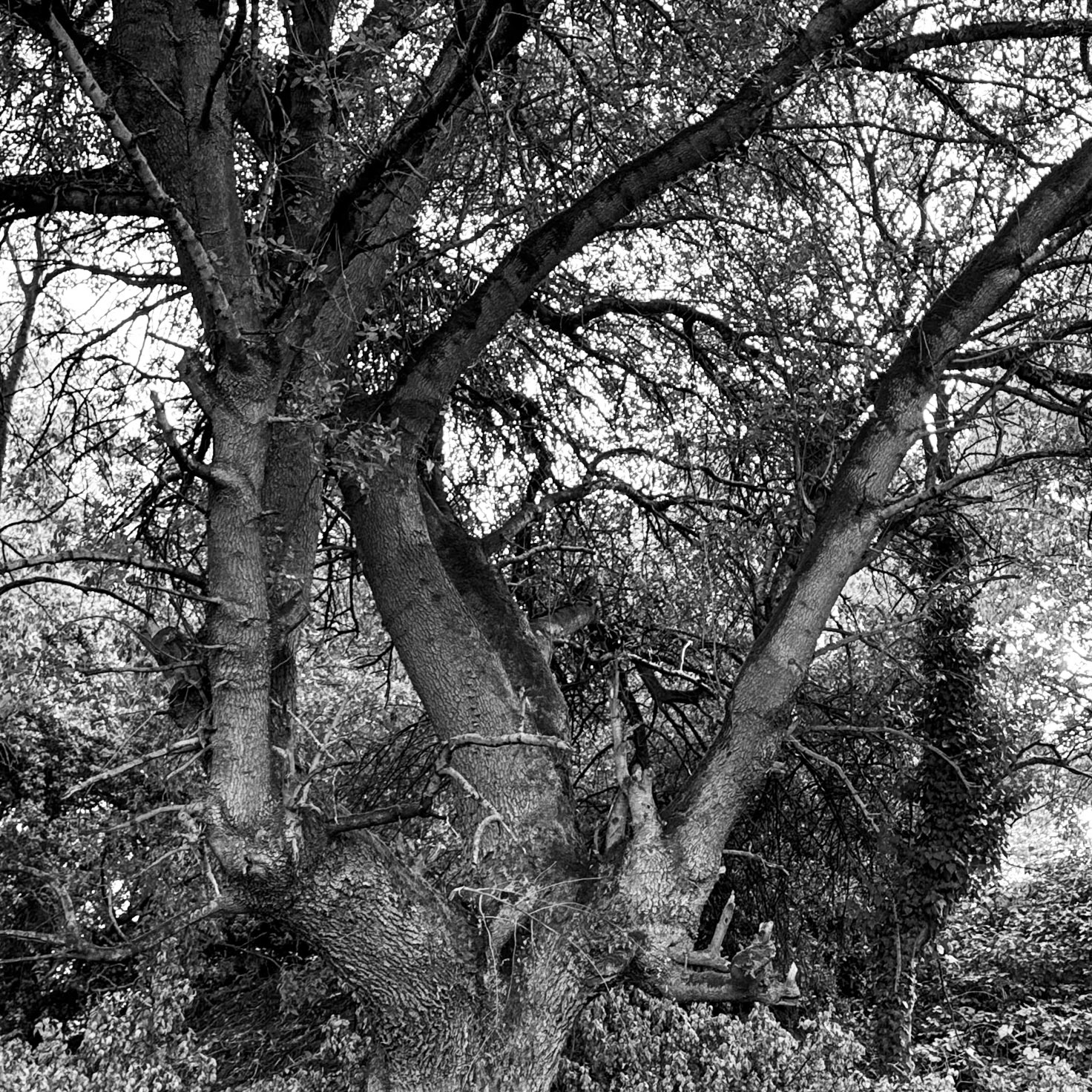 Bathonea north: old tree