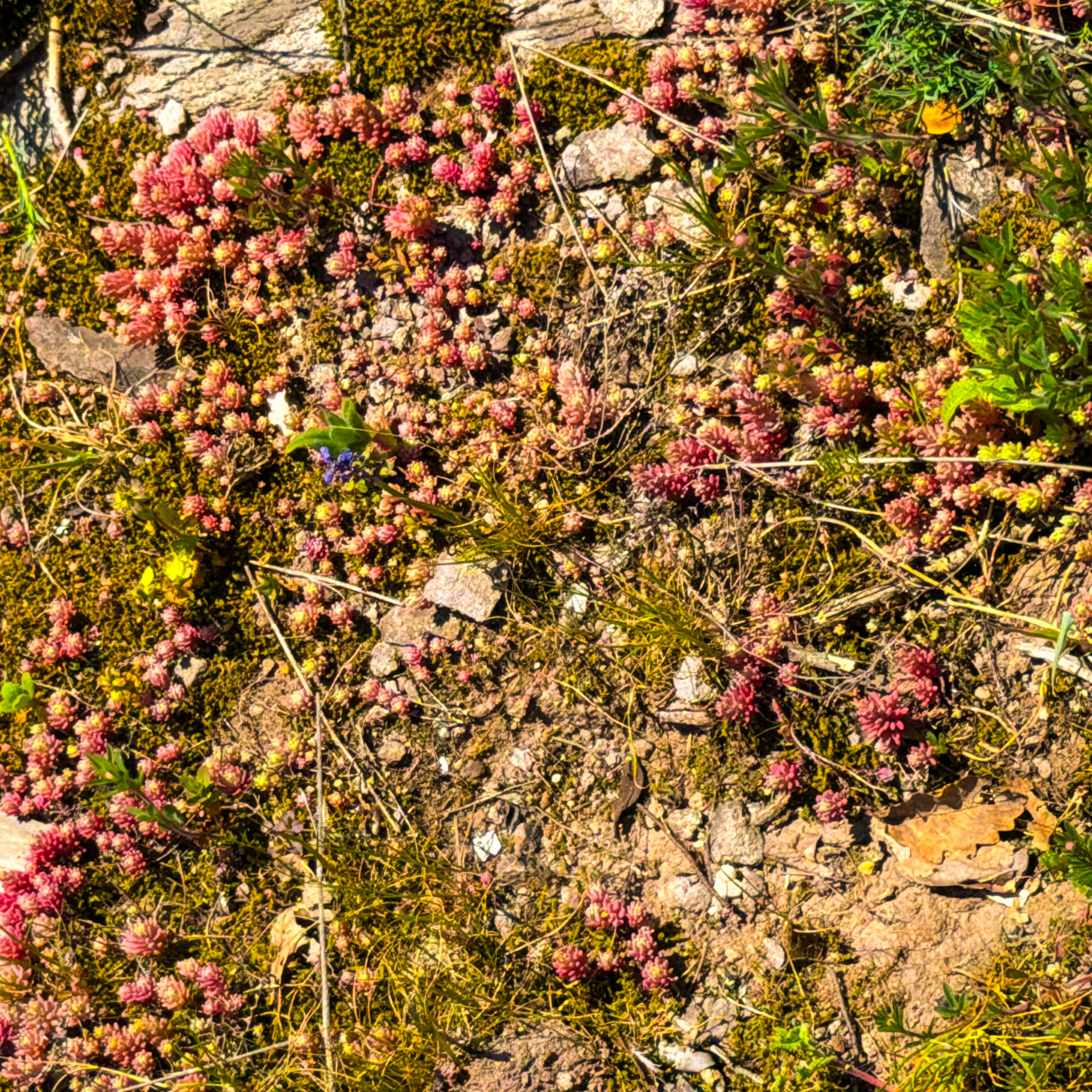 between Çayağız Deresi farm bridge and Hüseyinli southwestern forest: pink succulents