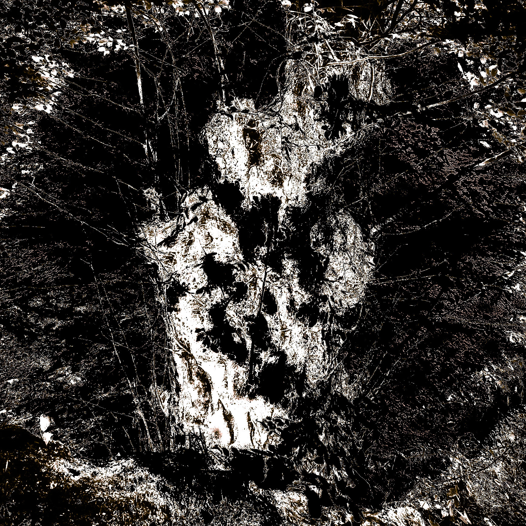 Mahmut Şevket Paşa W hill: abstract wood