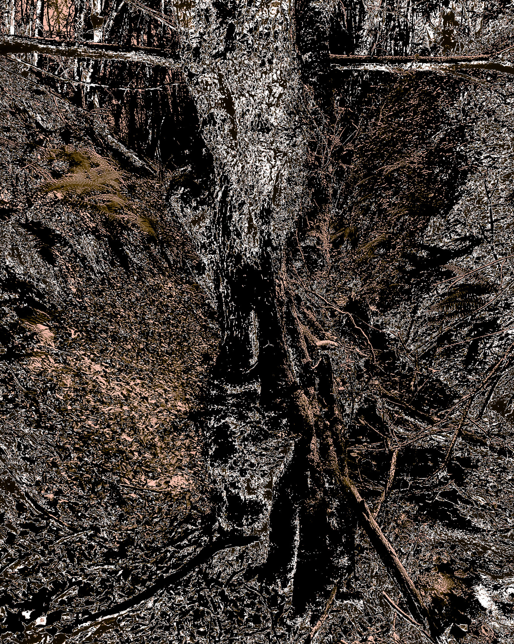 Zerzevat east streamwalk: old tree