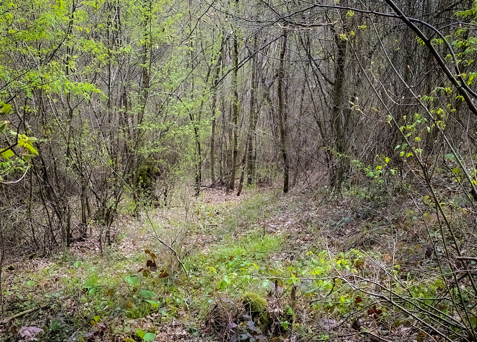 between Deǧirmen’s western tributary stream valley and Kozlu stream valley: spring woodland