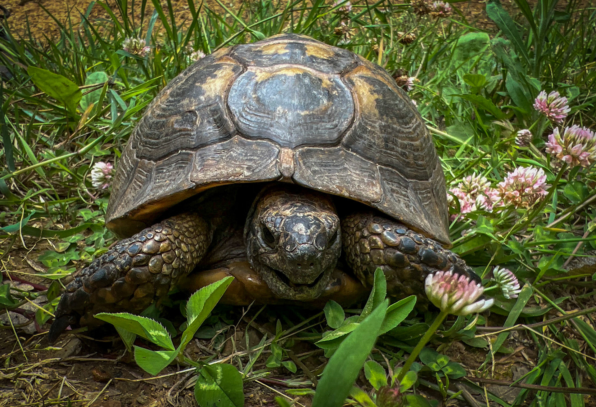 Mahmut Şevket Paşa S hill: tortoise