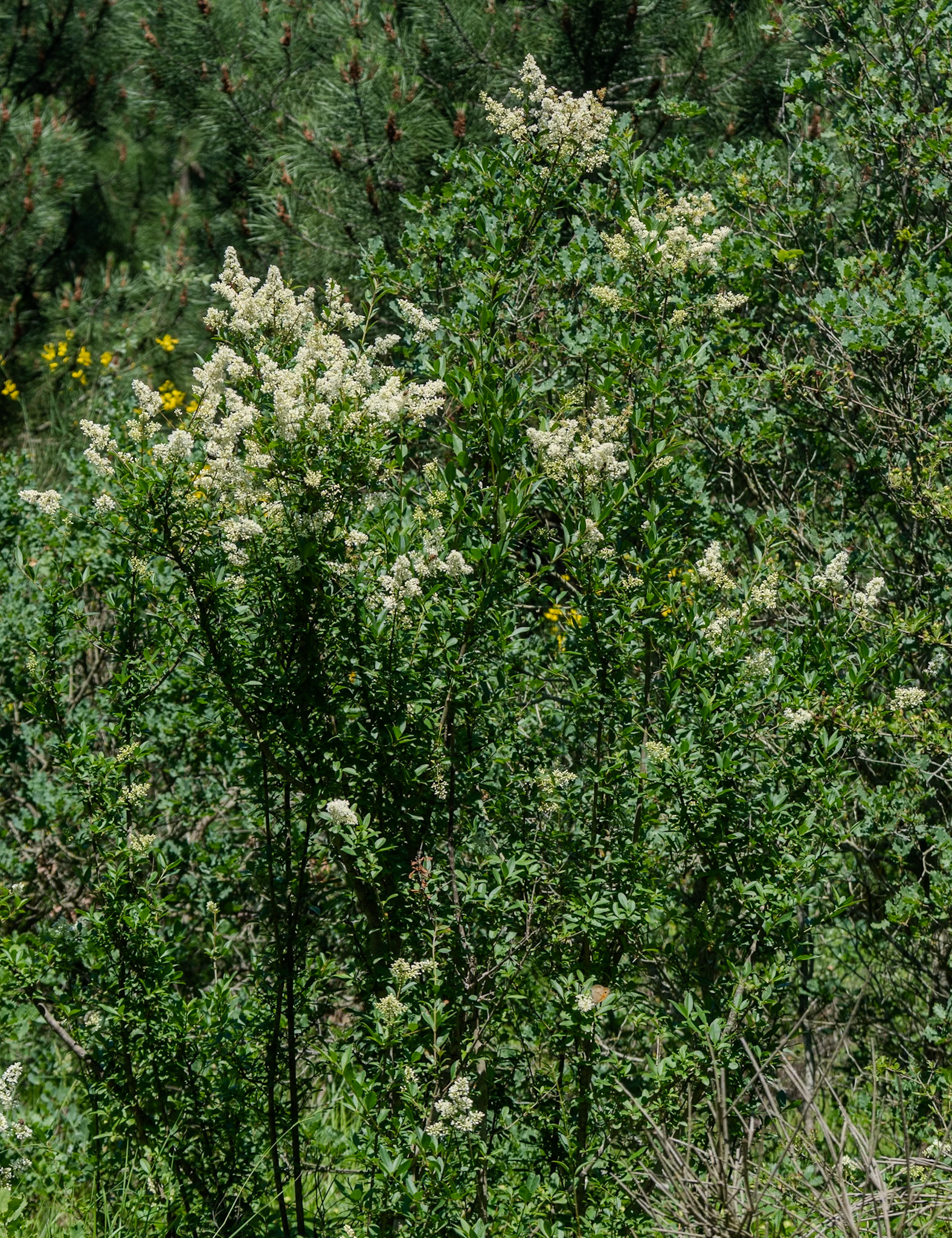 Kocabayır hill: white flowering shrubs