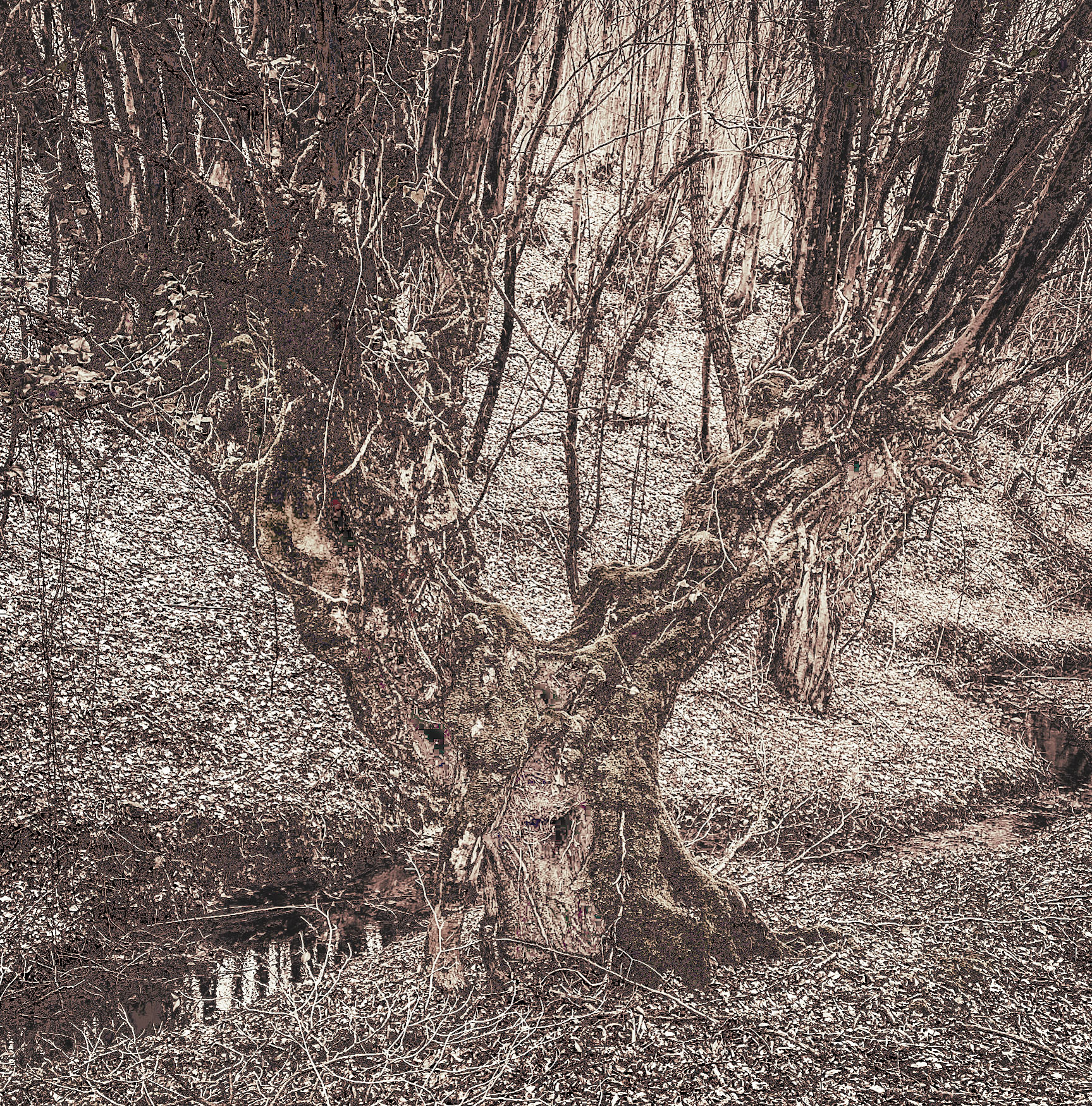 Kozu Deresi valleys: old tree