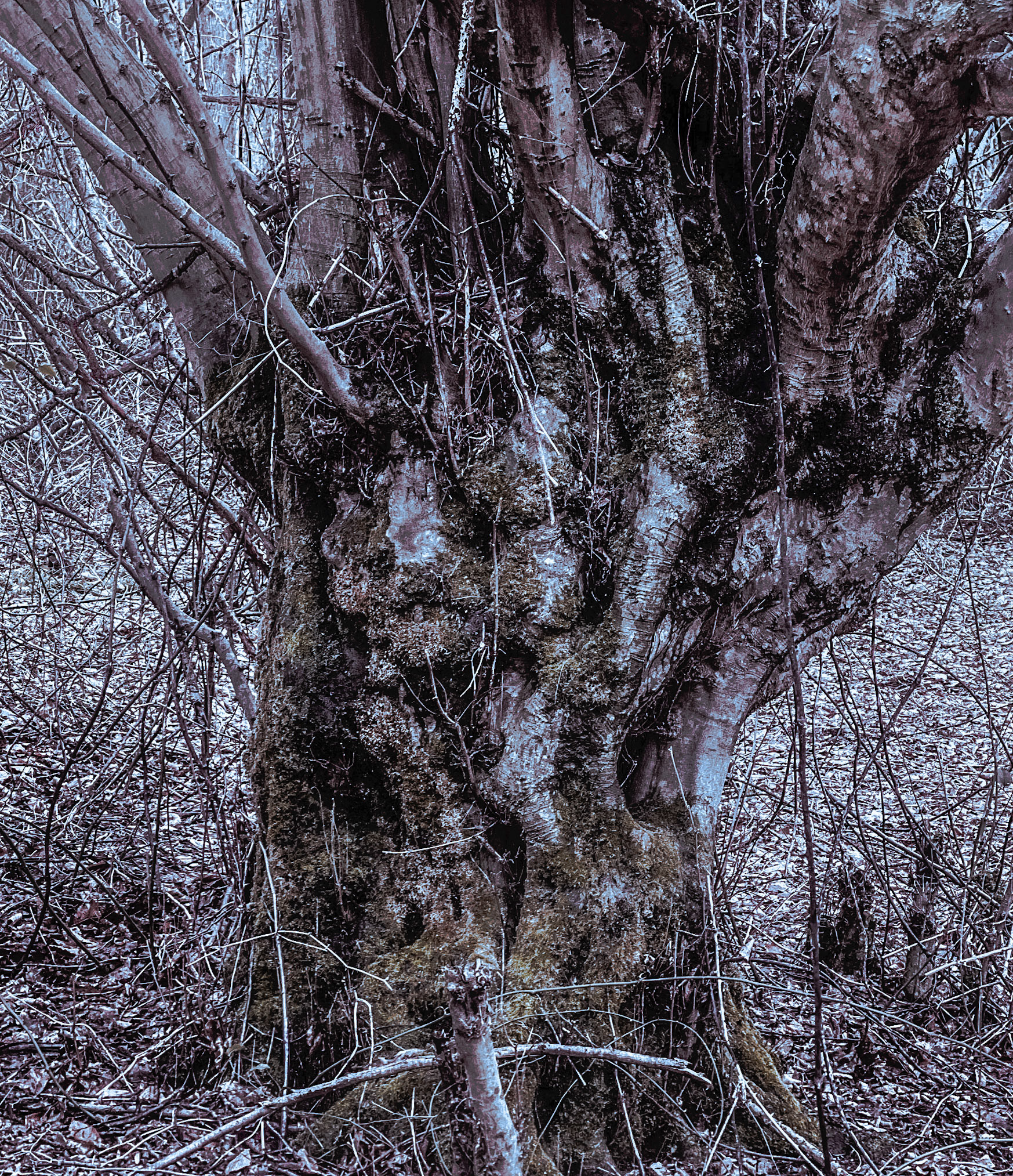 Kozu Deresi valleys: old tree