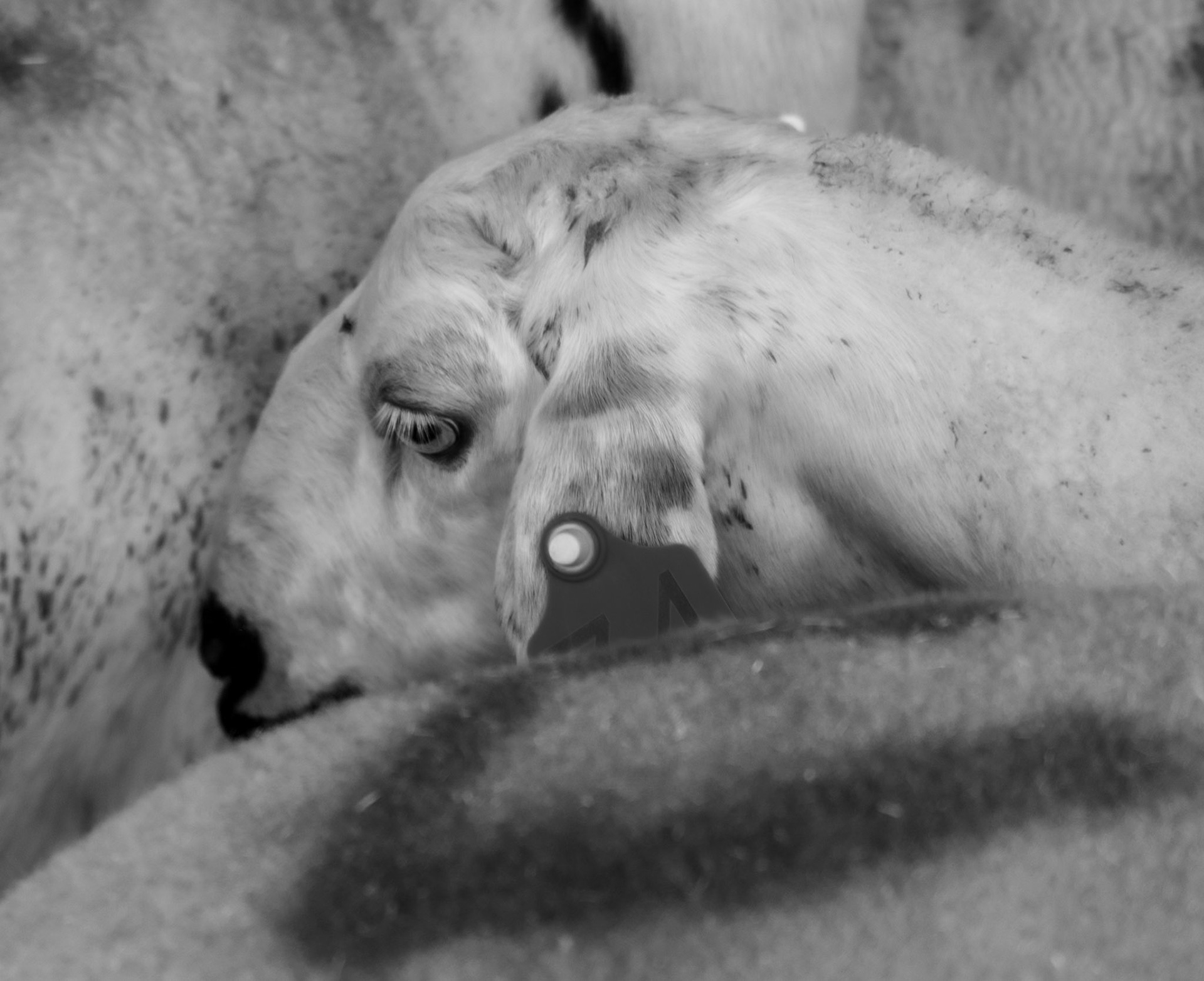 Altınşehir: sheep to be slaughtered at Kurban