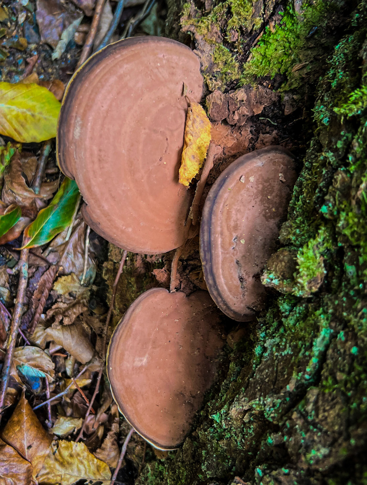 Zerzevat east streamwalk: fawn wood fungi