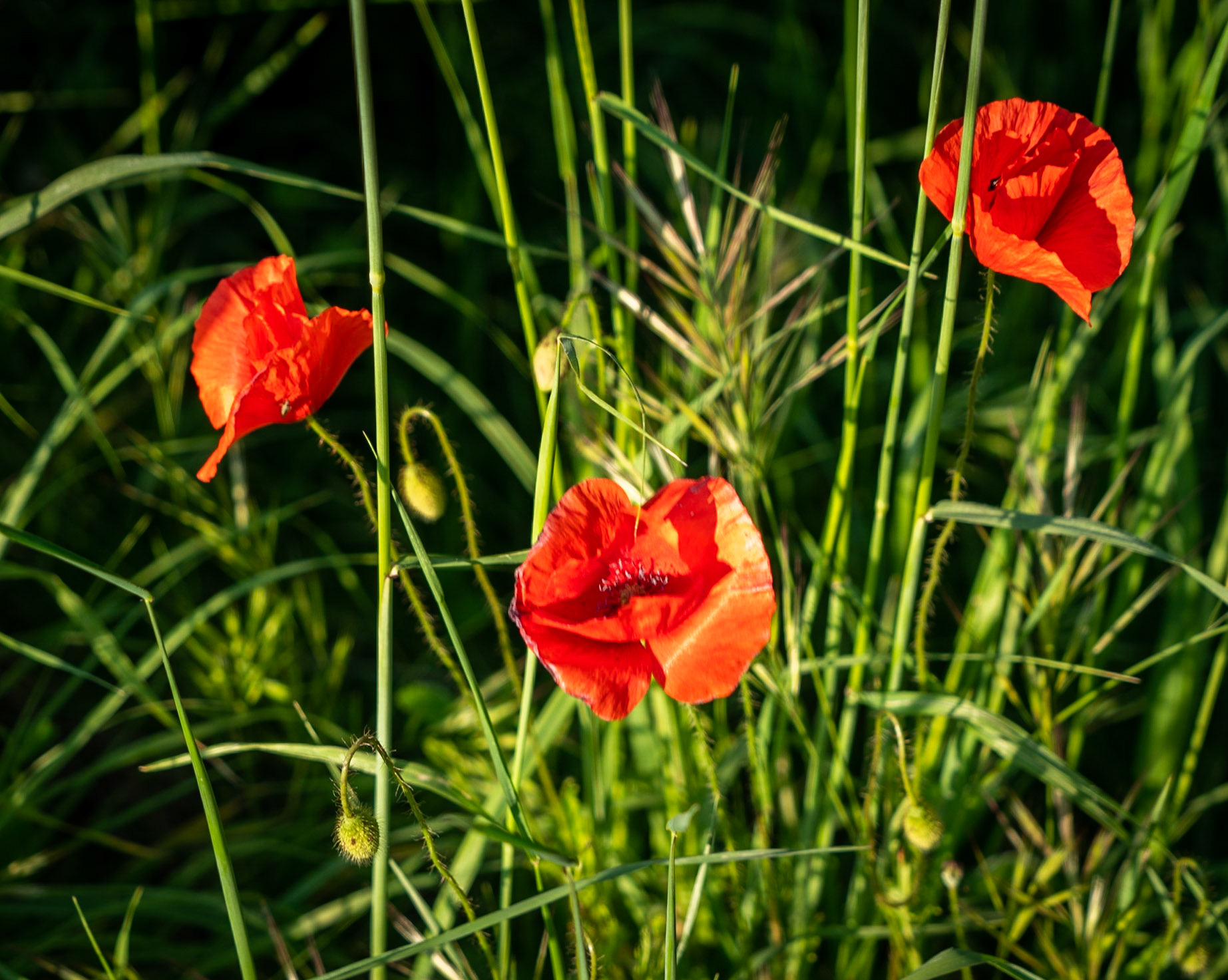 Germe's picnic pastures: poppies in flower