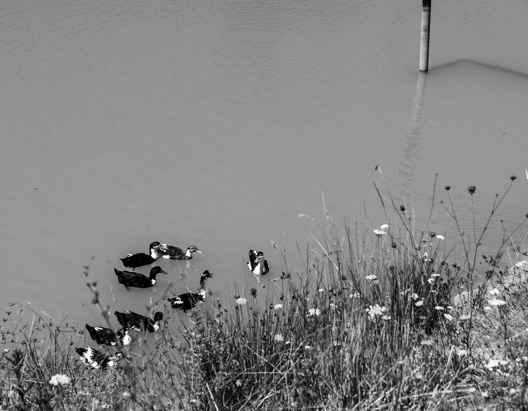 Kurtdoǧmuş fields: ducks