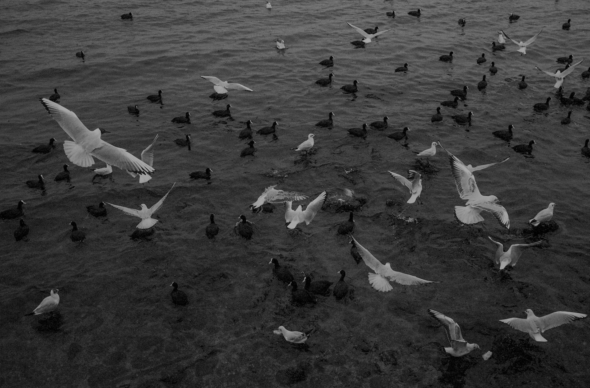 between the nuclear research centre and Menekşe Plajı: white gulls flying &amp; black coots swimming on the south-eastern side of Küçükçekmece Gölü